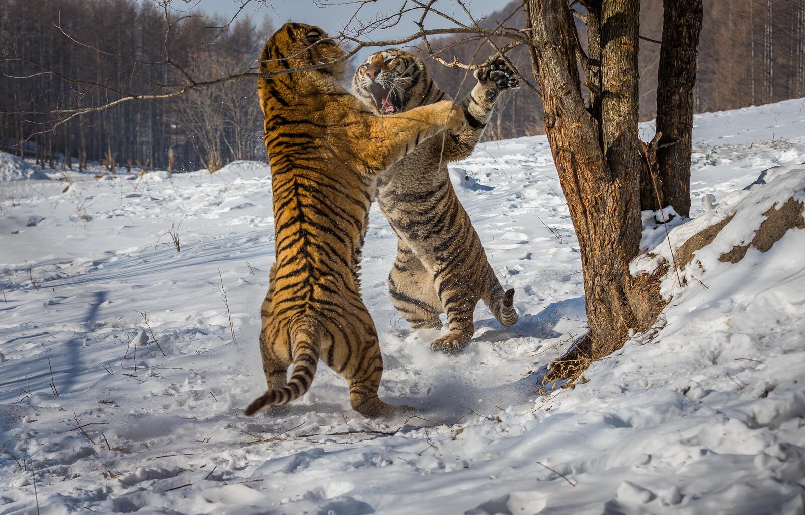 Обои тигр два тигра бой на рабочий стол