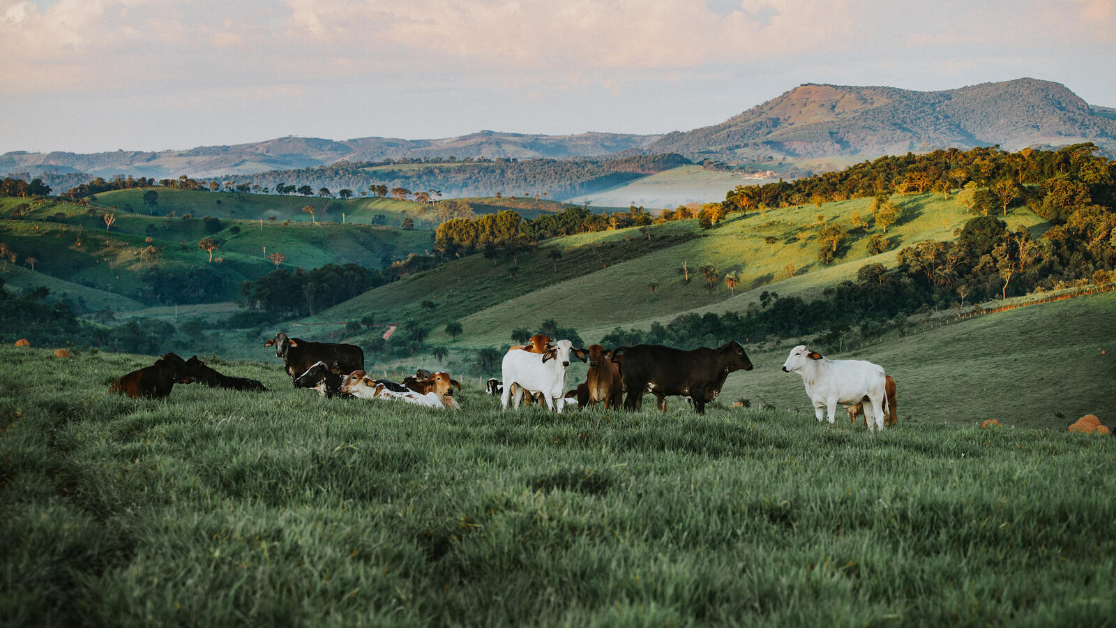 Бесплатное фото Вислоухие коровки на фоне гор