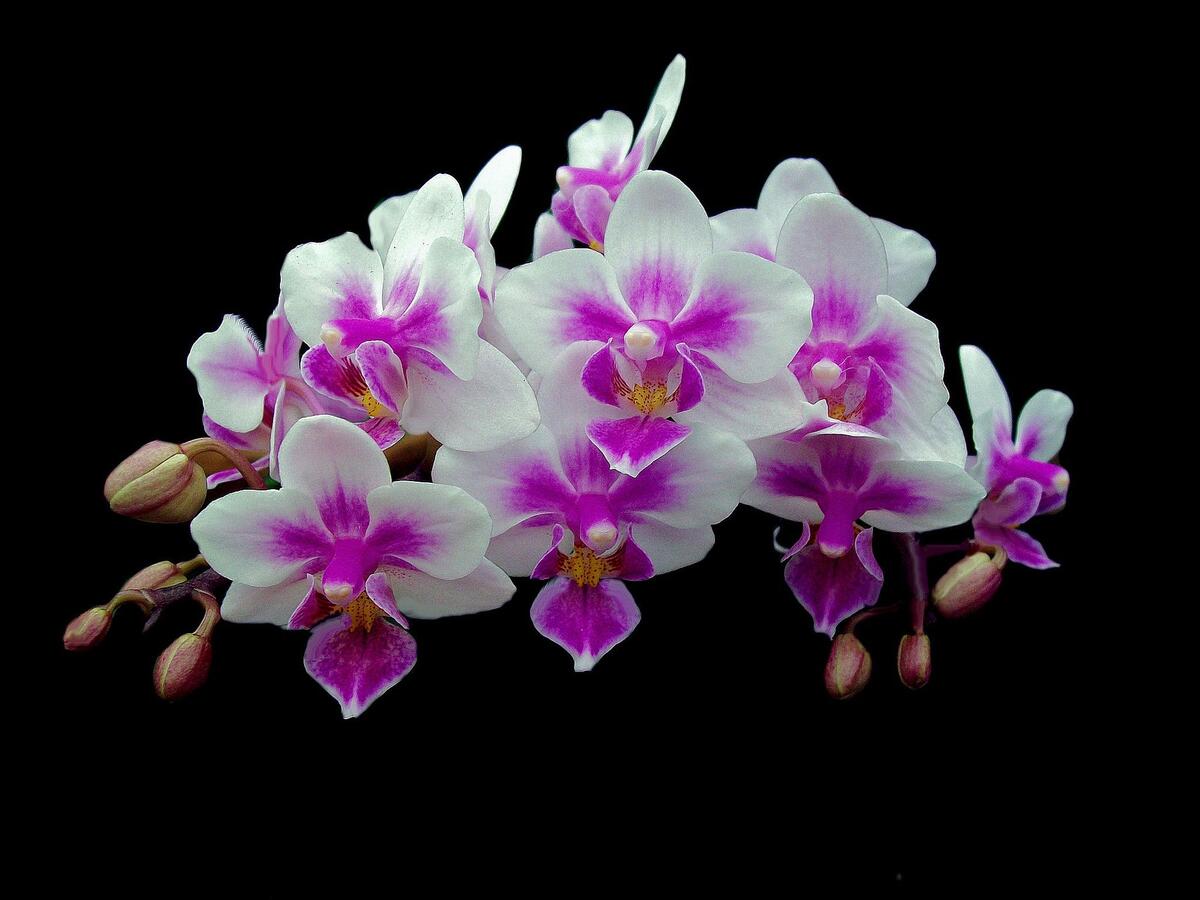 Galeandra Batemanii Orchid