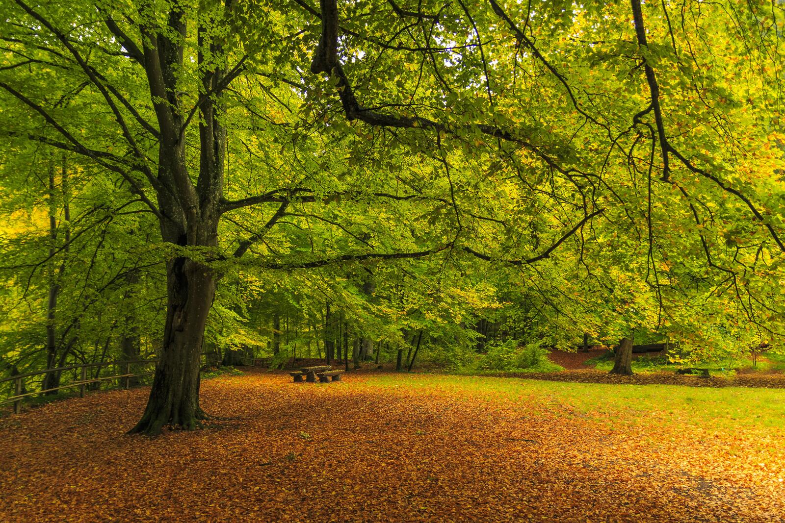 Бесплатное фото Осенний парк