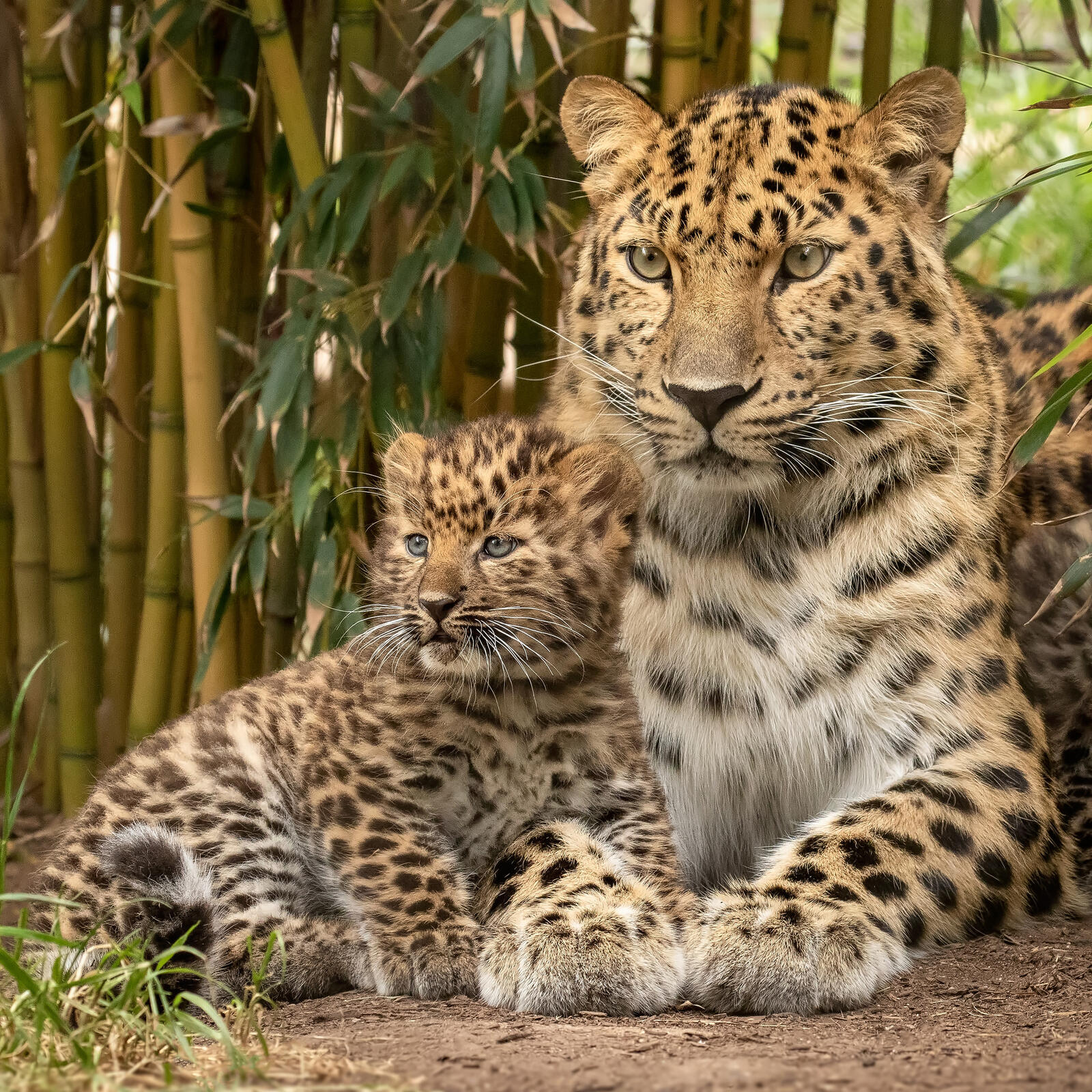 Free photo Leopard Park