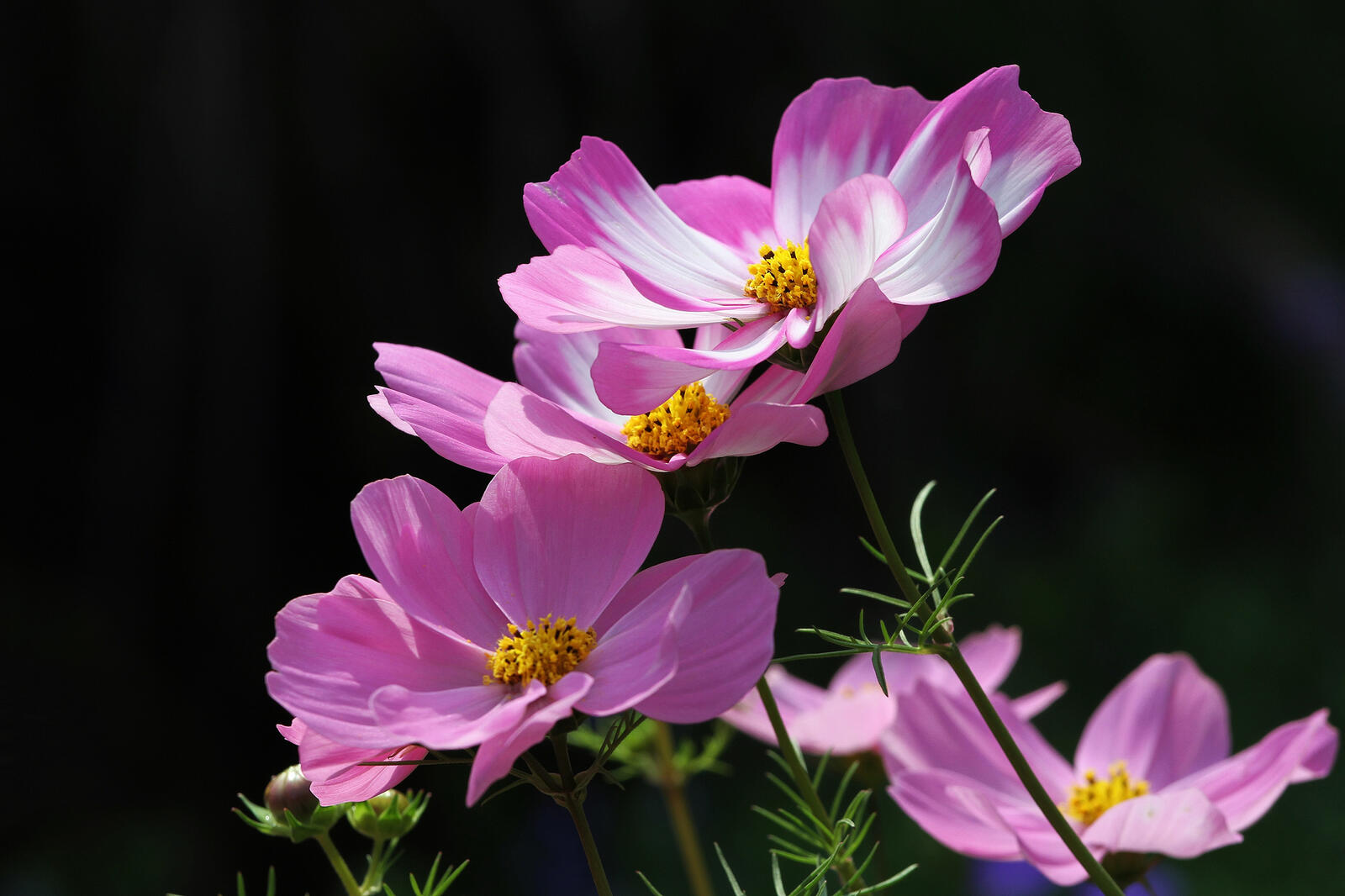 Wallpapers Cosmos bipinnatus Cosmos herbaceous plant of the family Asteraceae on the desktop