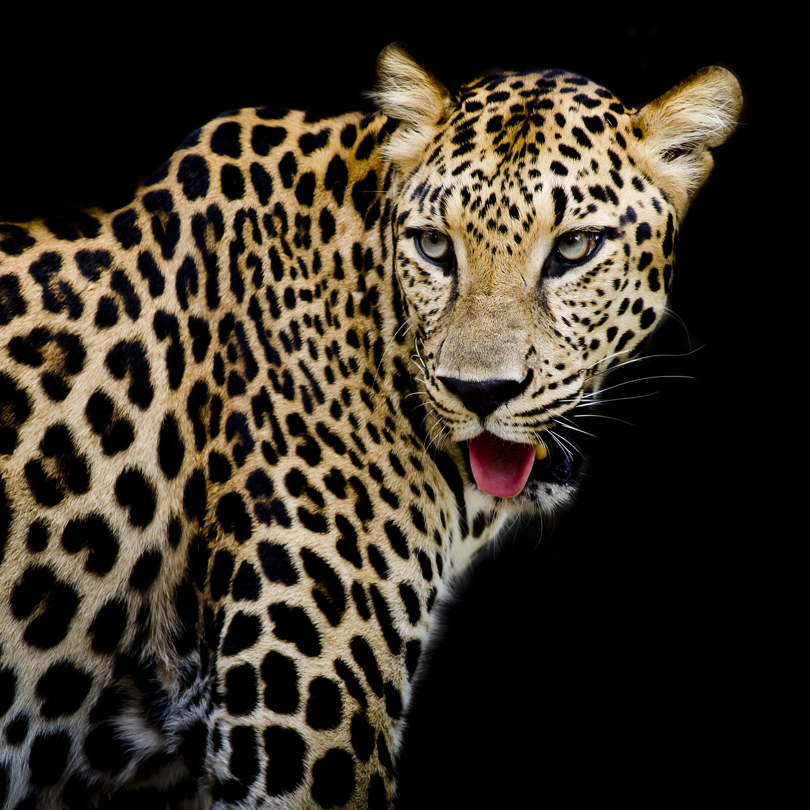 Wallpapers Leopard portrait animal felines on the desktop