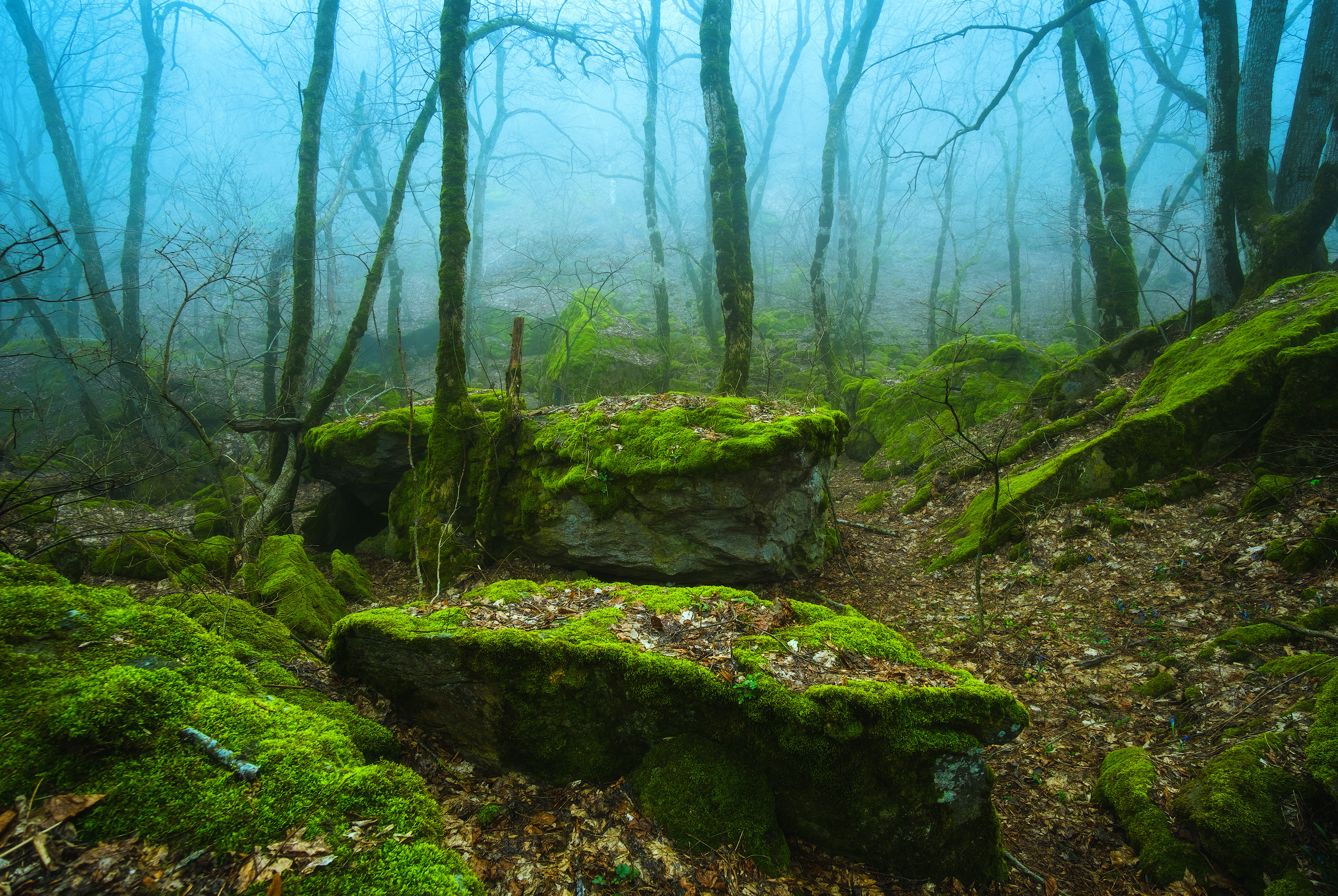 免费照片晨雾中的森林