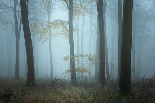 Fog and tree trunks