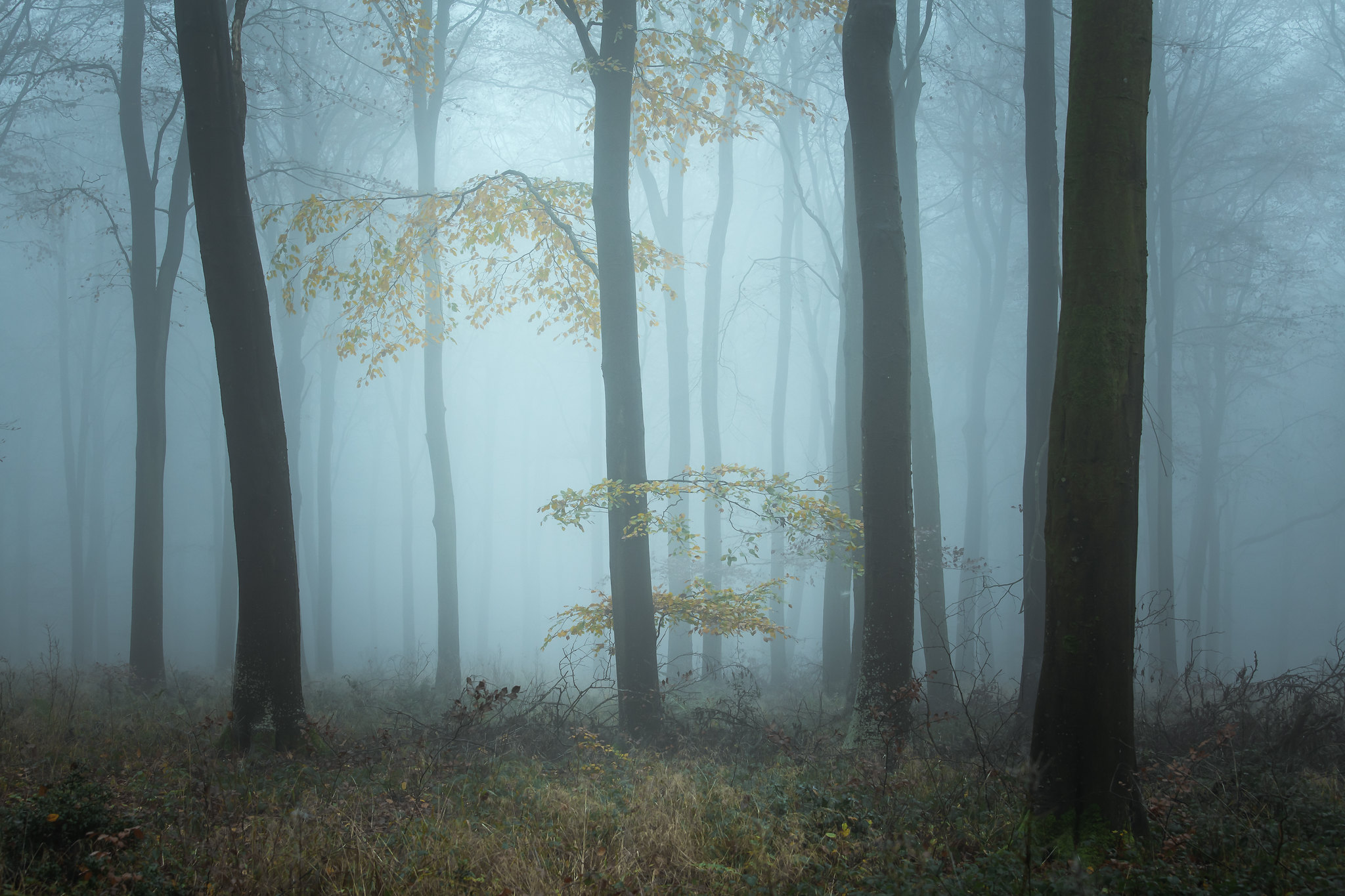Free photo Fog and tree trunks