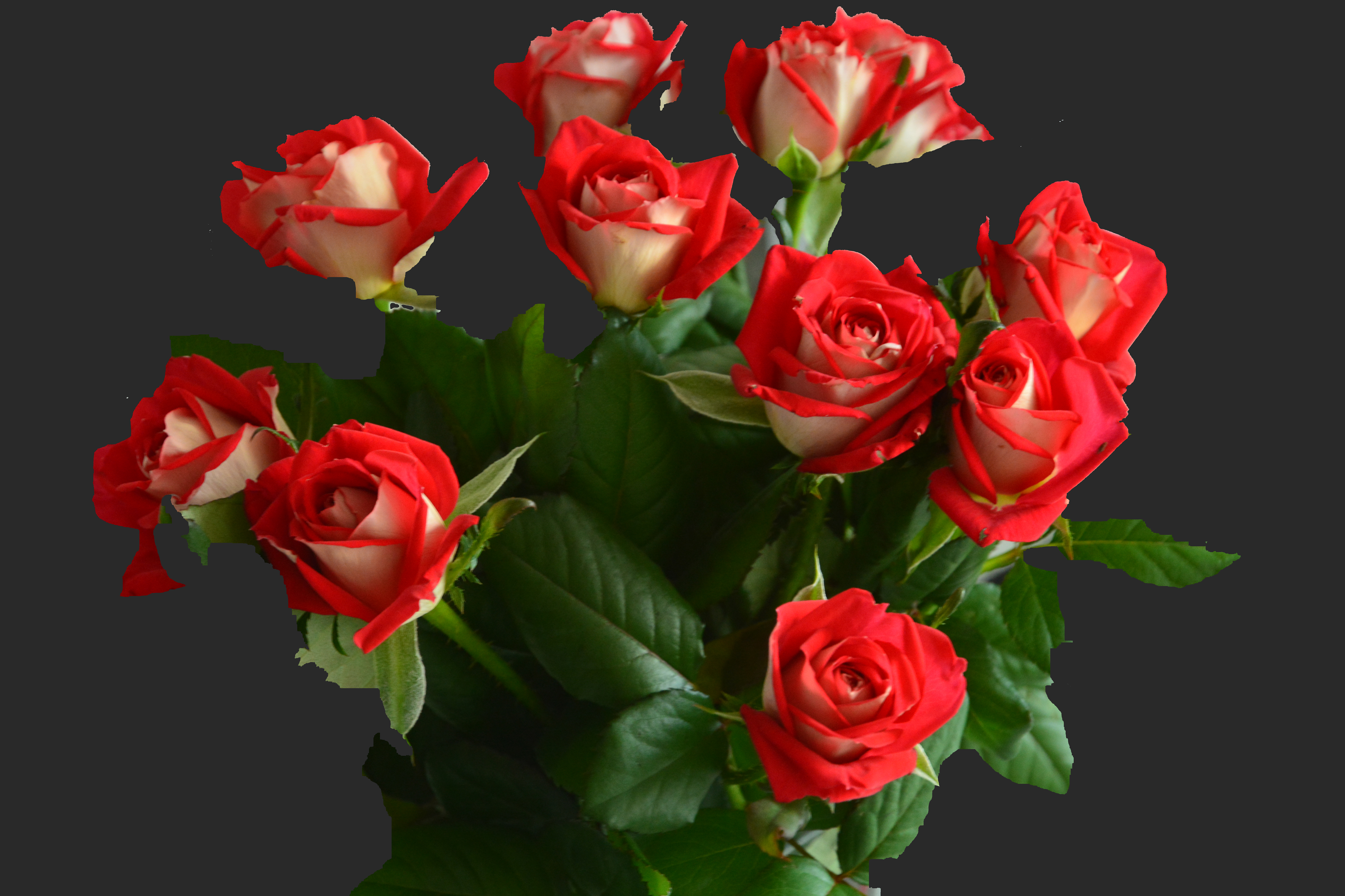 4 розочки. Три розы. Букет роз. Красивые красные розы.