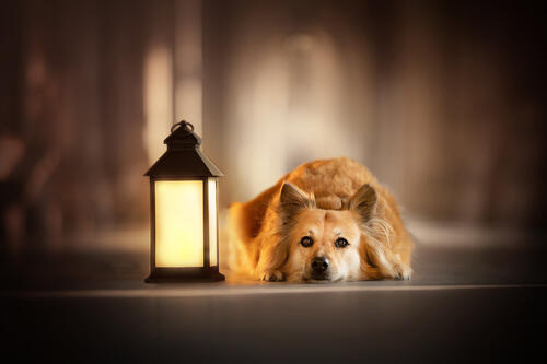 Auburn doggie with a lantern