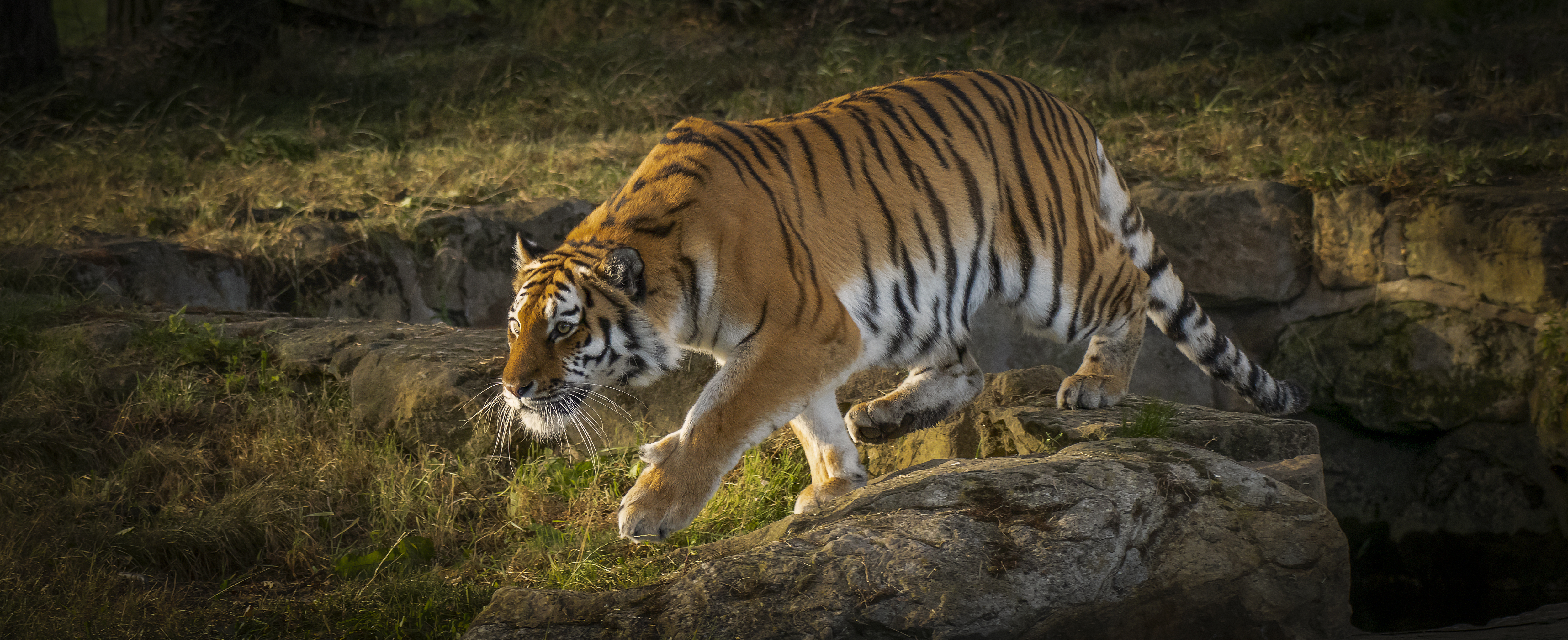 Бесплатное фото Фото амурский тигр, большая кошка больших размеров