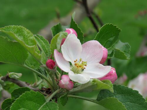 Цветок яблони · бесплатное фото