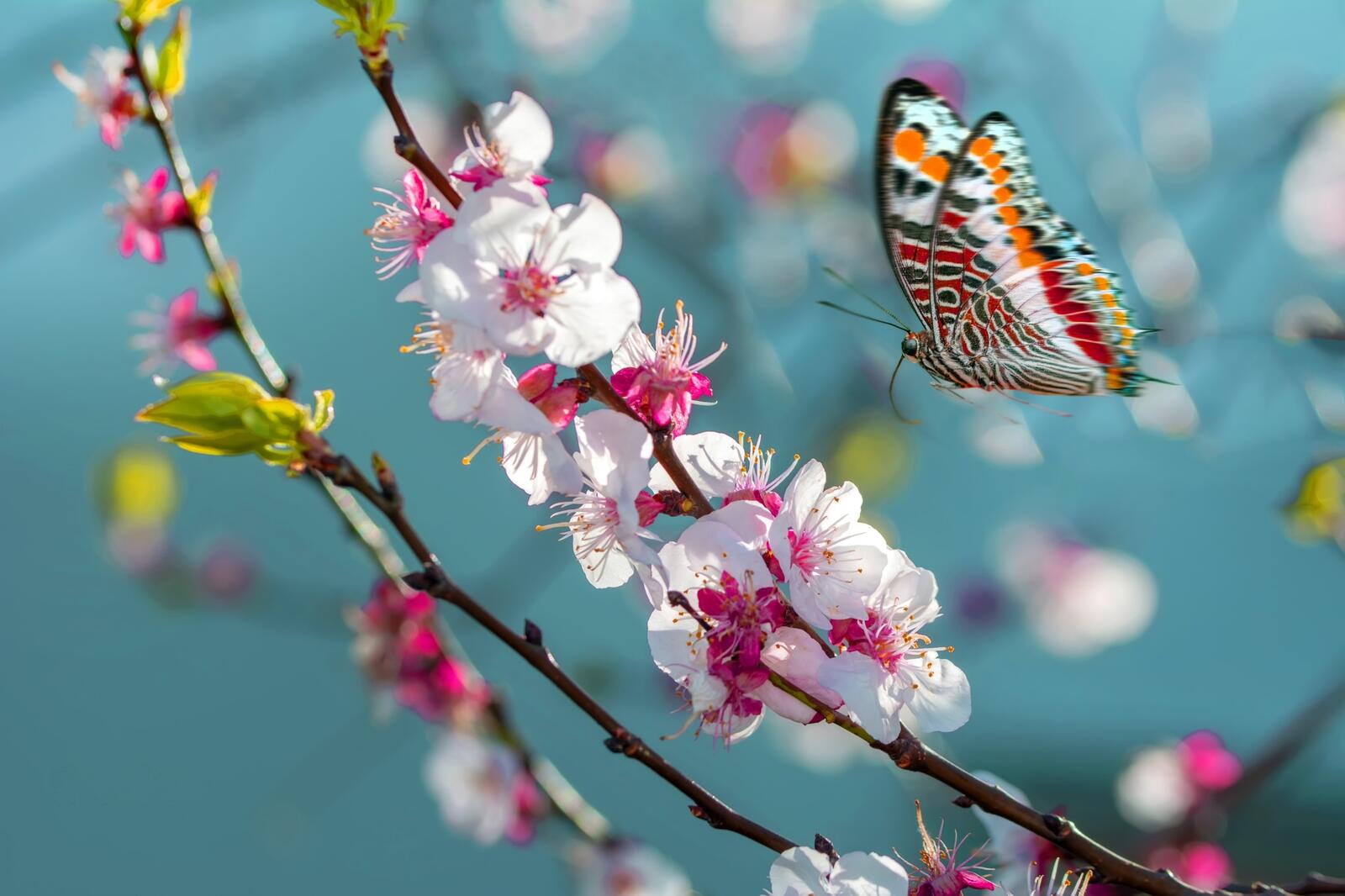 Wallpapers spring butterfly macro on the desktop