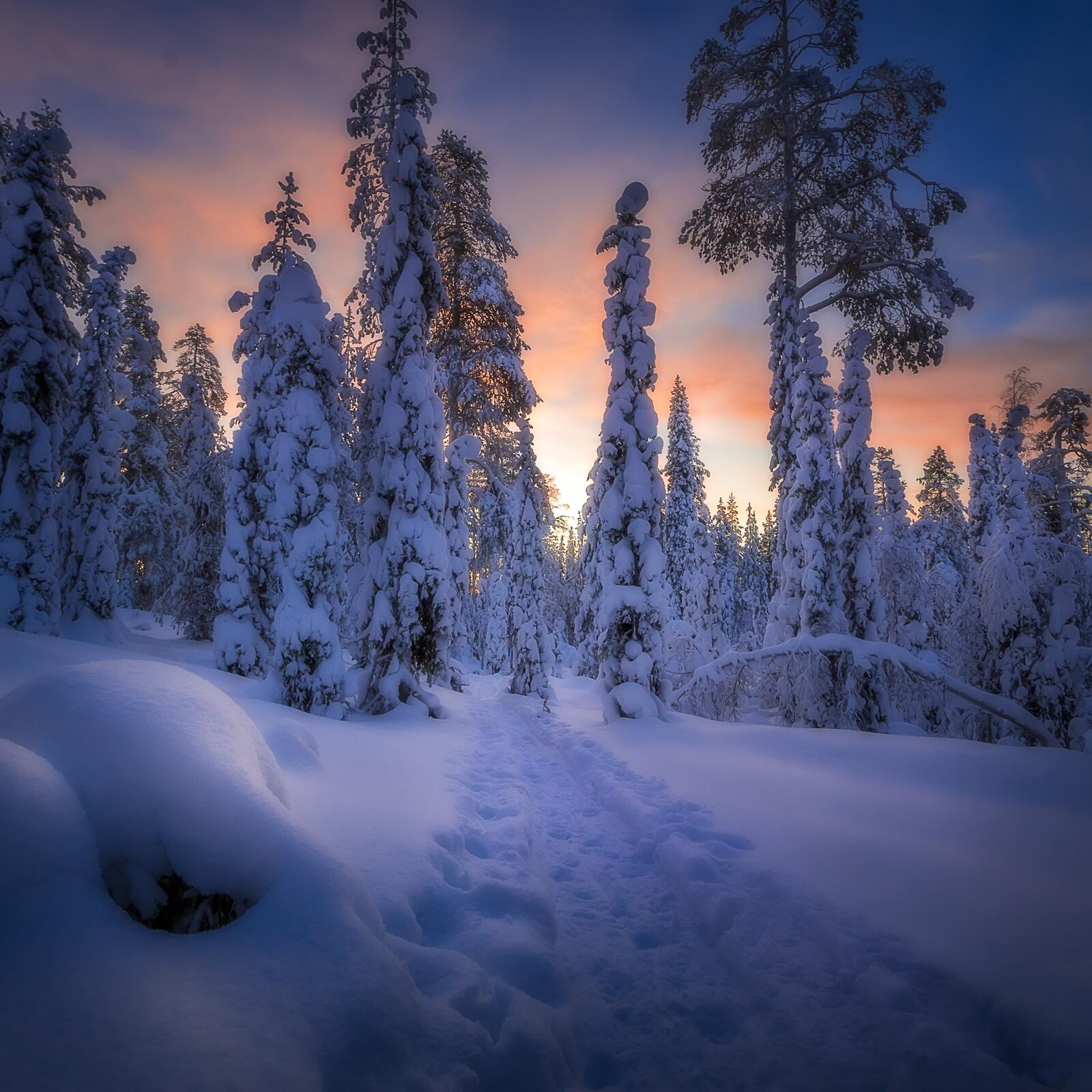 Обои дорога снег на деревьях пейзаж на рабочий стол