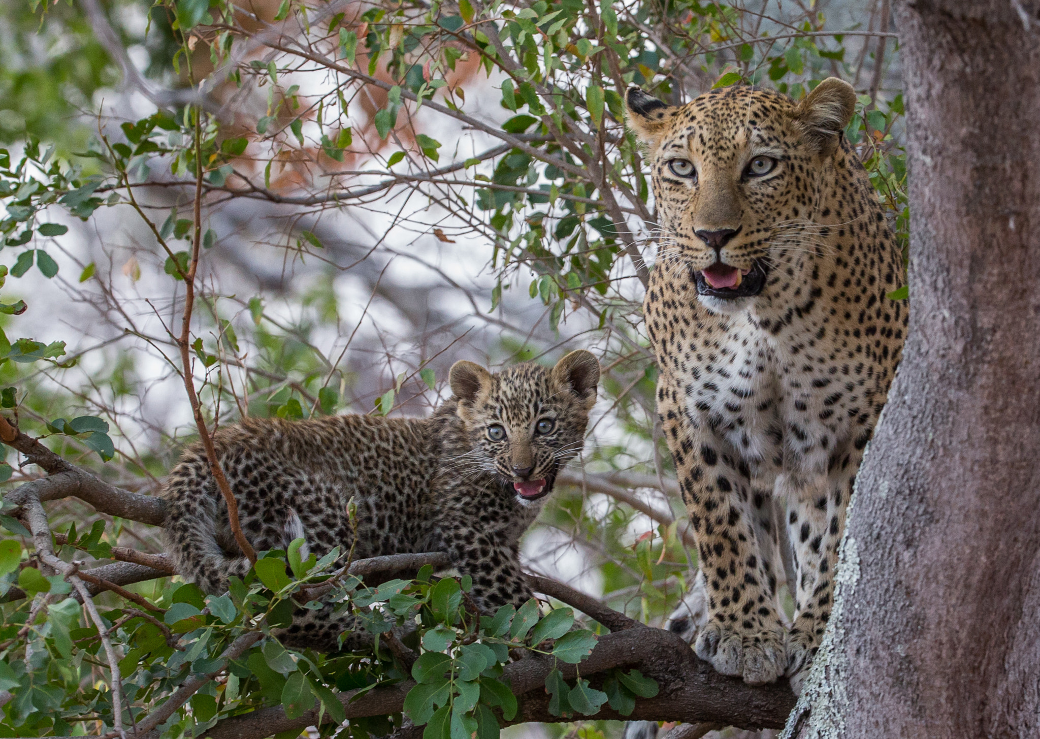 Обои Leopard в дерево животное леопард на рабочий стол