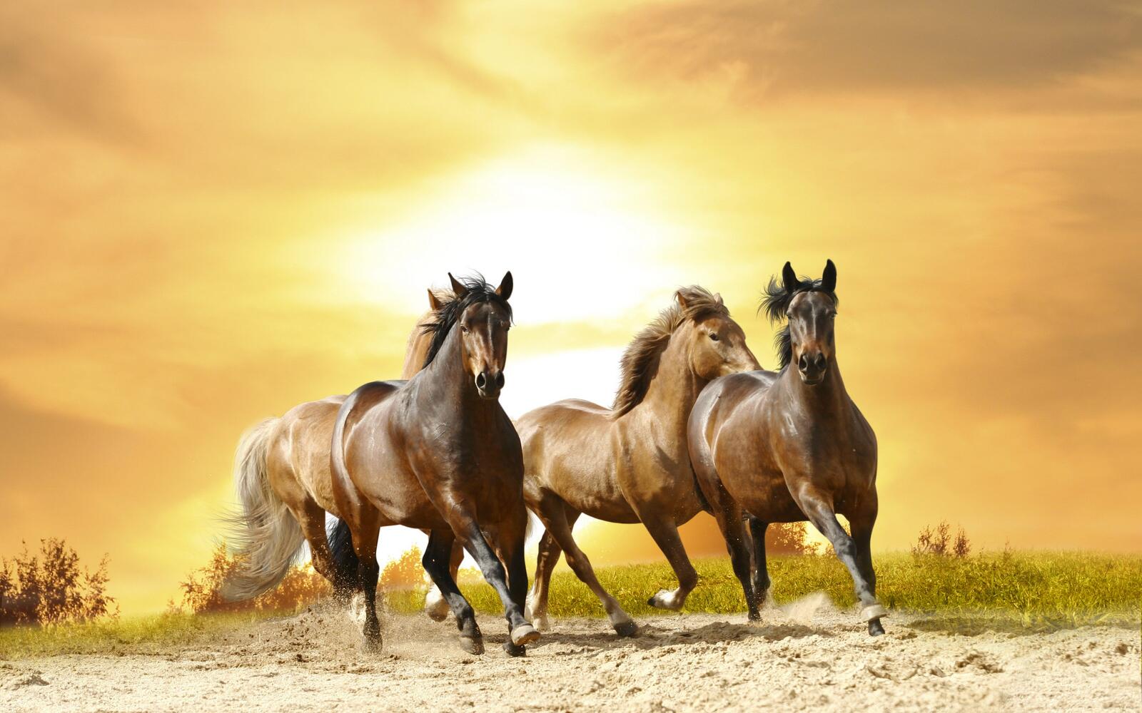 Обои лошади закат на закате солнца на рабочий стол
