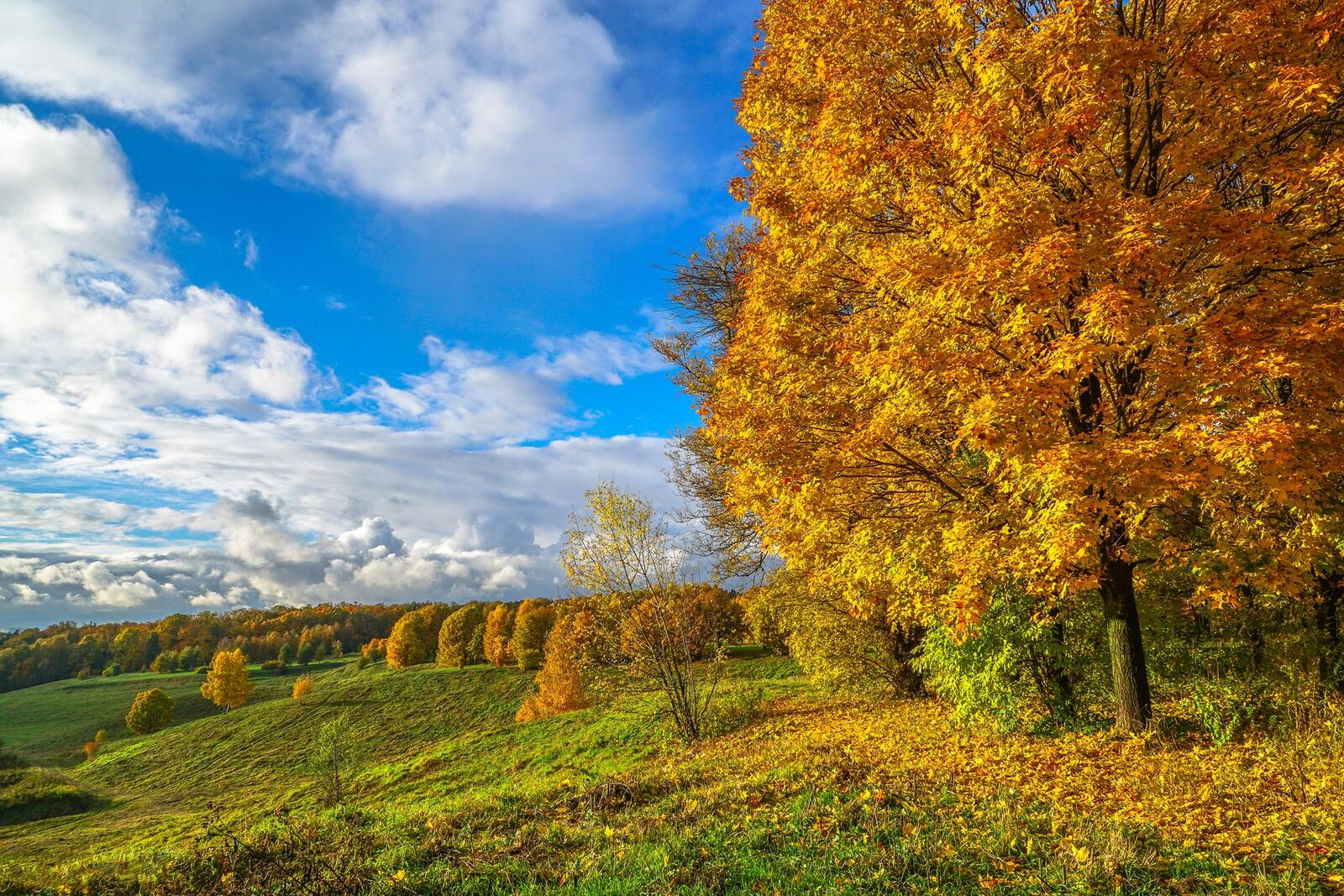 Wallpapers autumn colors October in summer Russia on the desktop