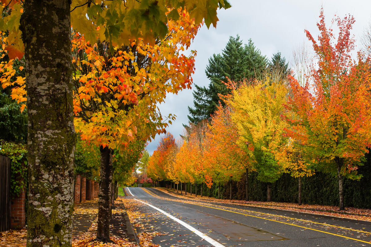 Autumn road and leaf fall