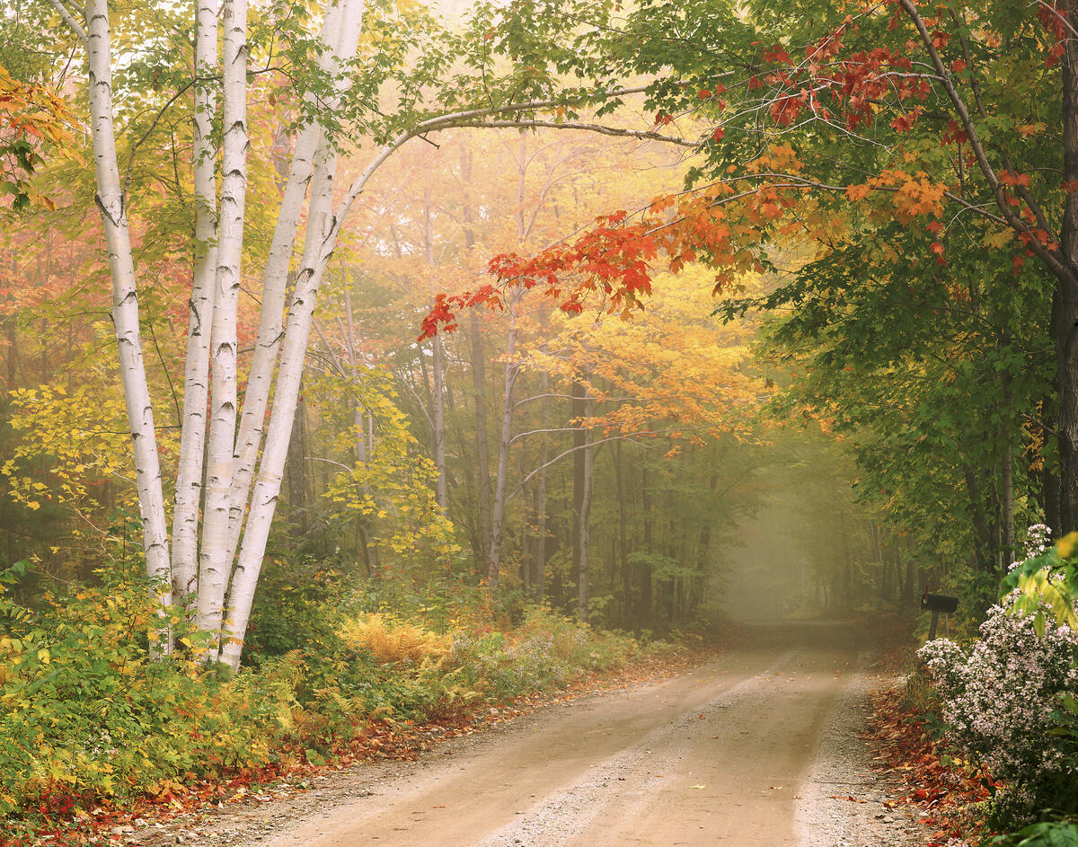Fog and autumn road