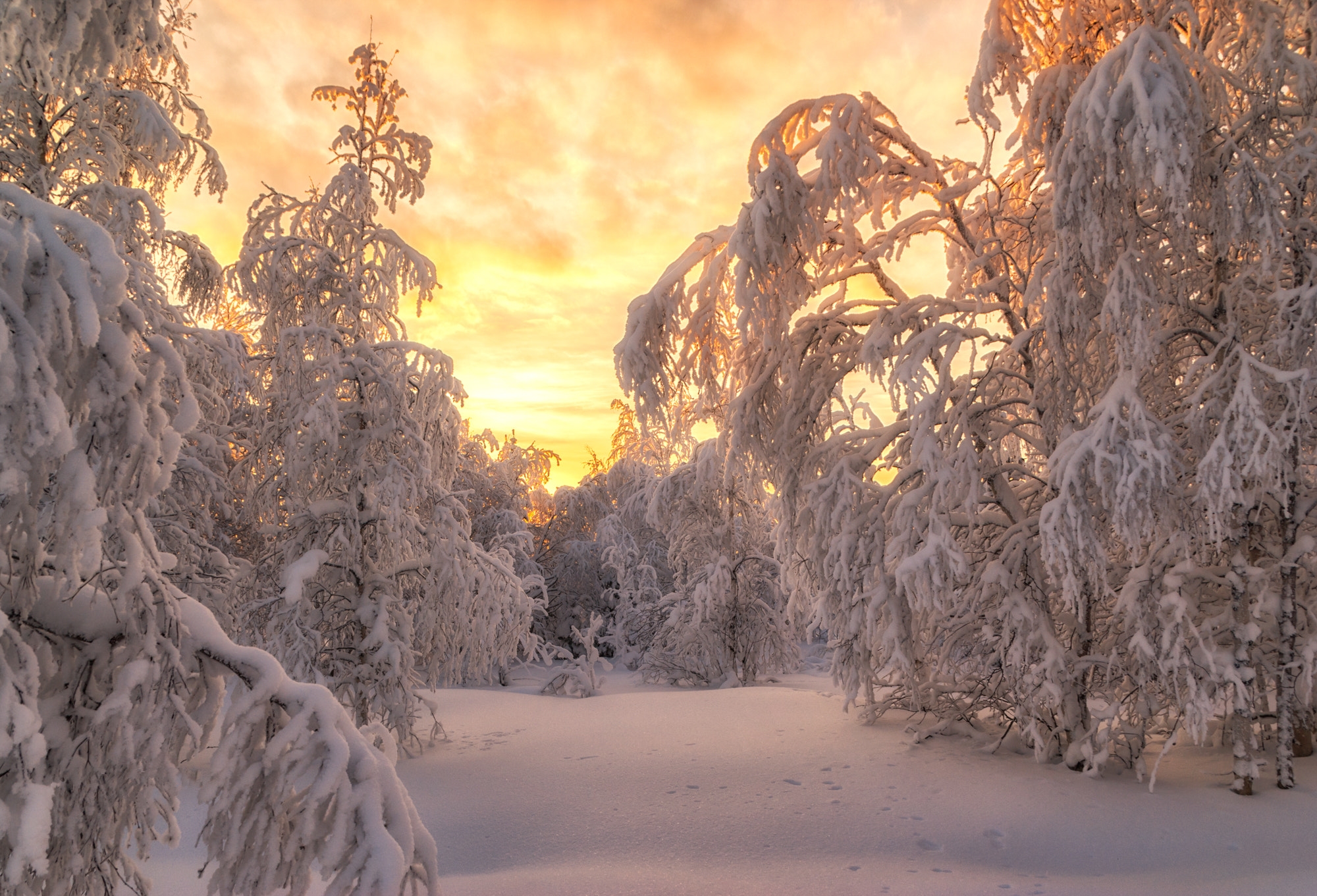 免费照片雪中的树木