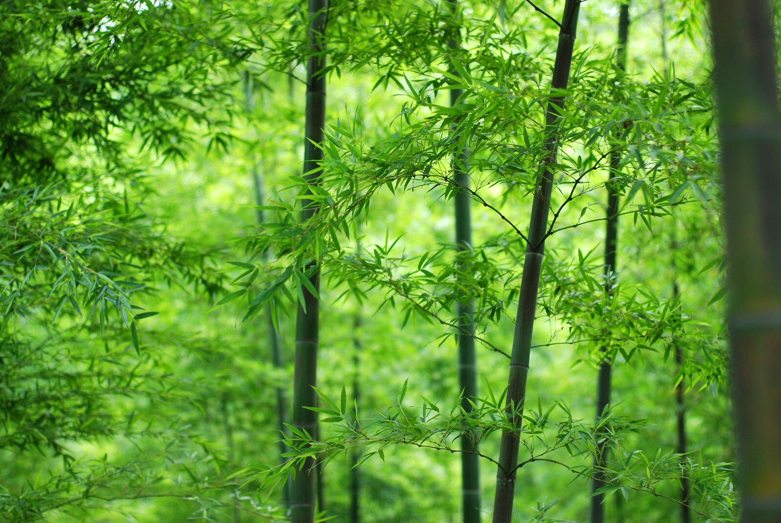 Wallpapers bamboo leaves stem on the desktop