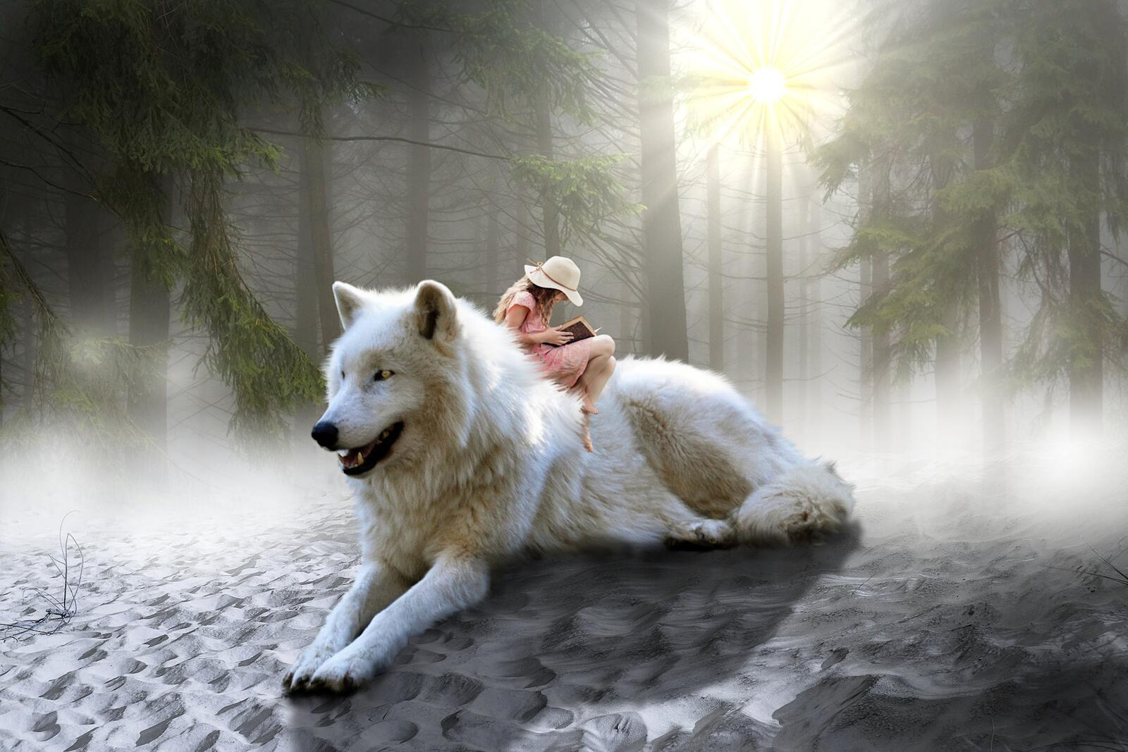 Обои белый волк девушка лес туман на рабочий стол
