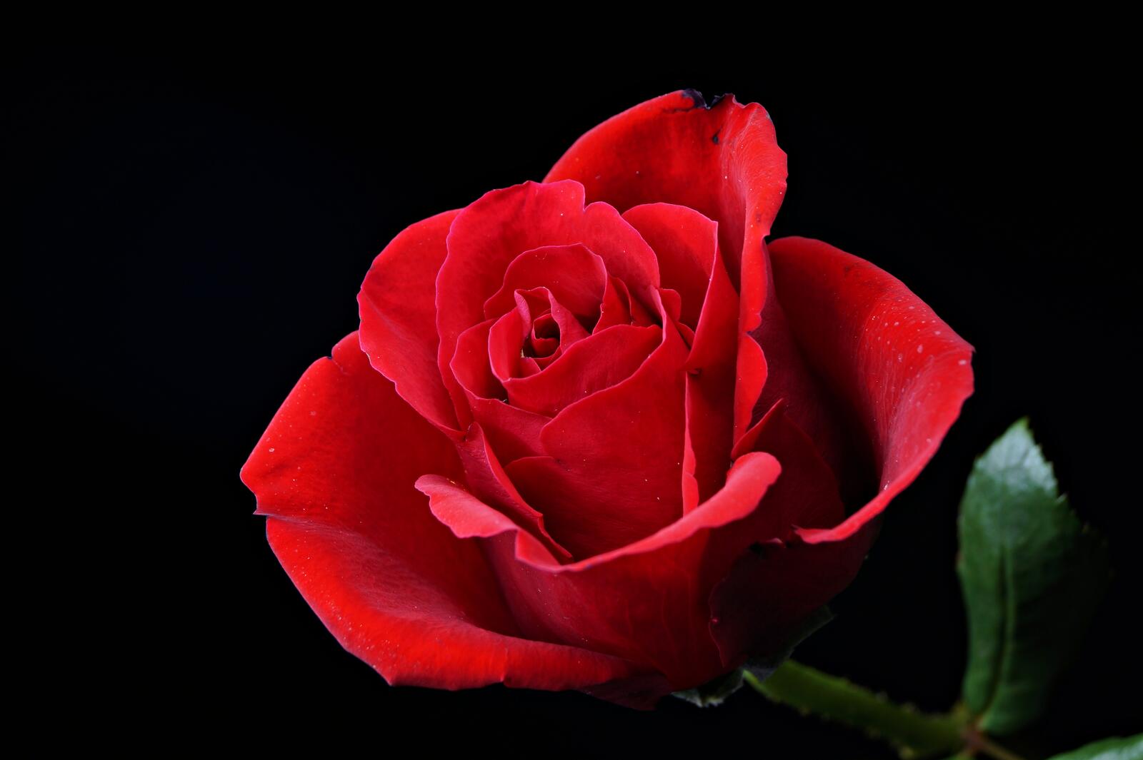 桌面上的壁纸玫瑰 鲜花 蔷薇
