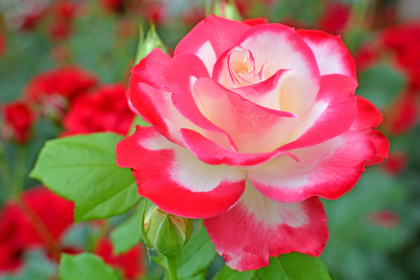 Бесплатное фото Парковая роза