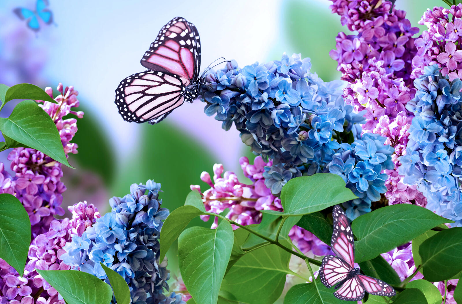 Wallpapers bouquet of lilac lilac butterfly on the desktop