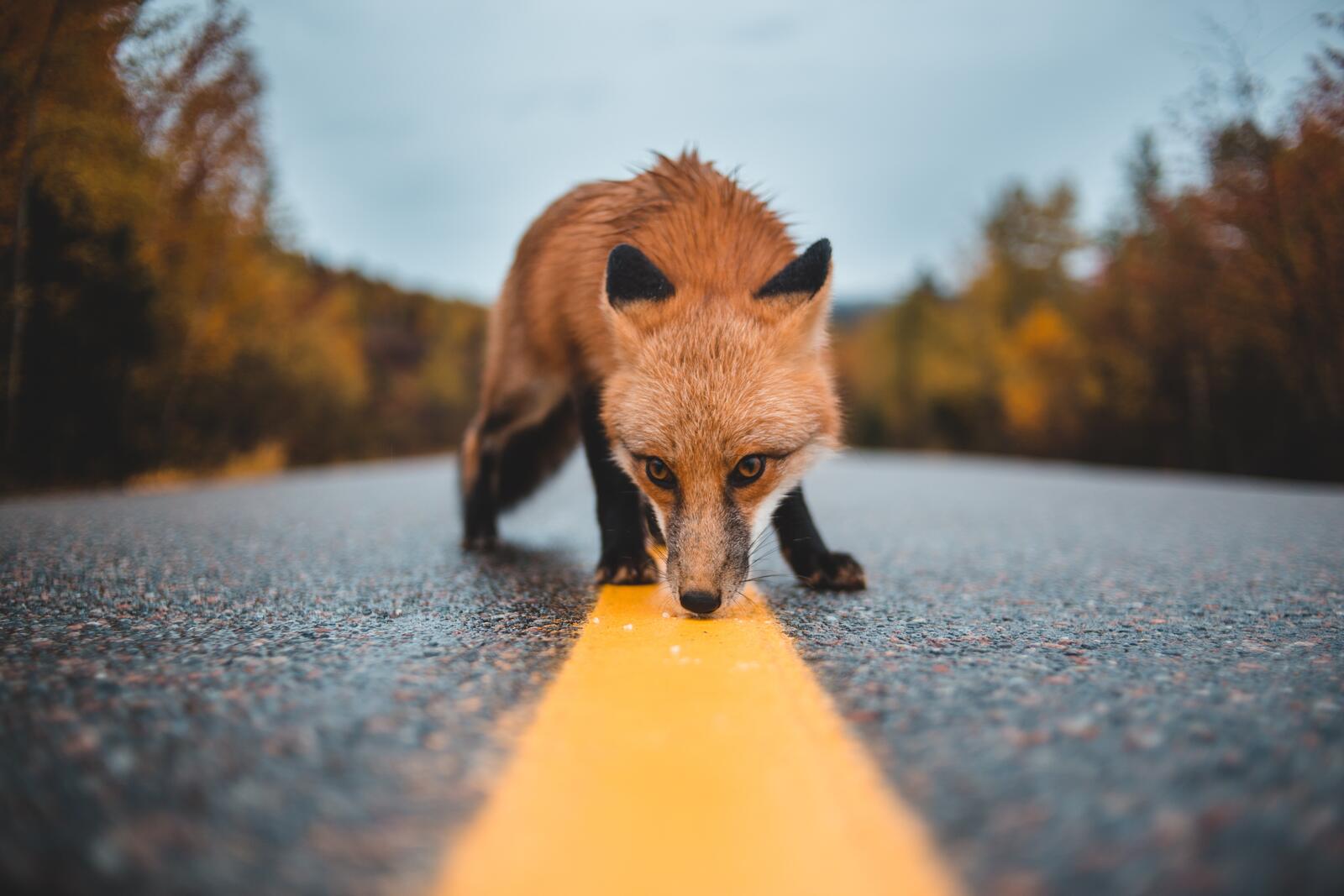 Free photo The Fox sniffs the road markings