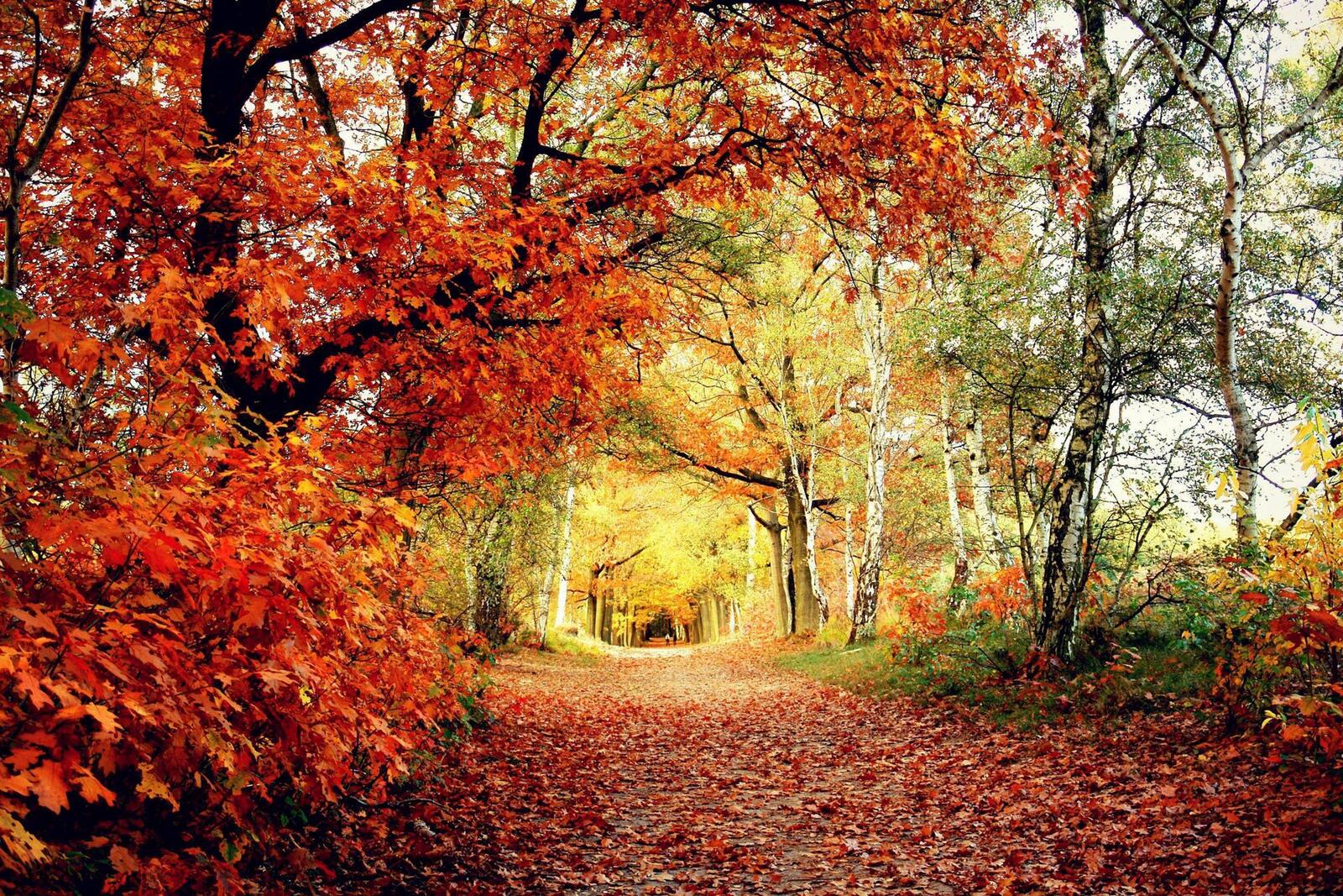 Wallpapers autumn forest fallen leaves trail on the desktop