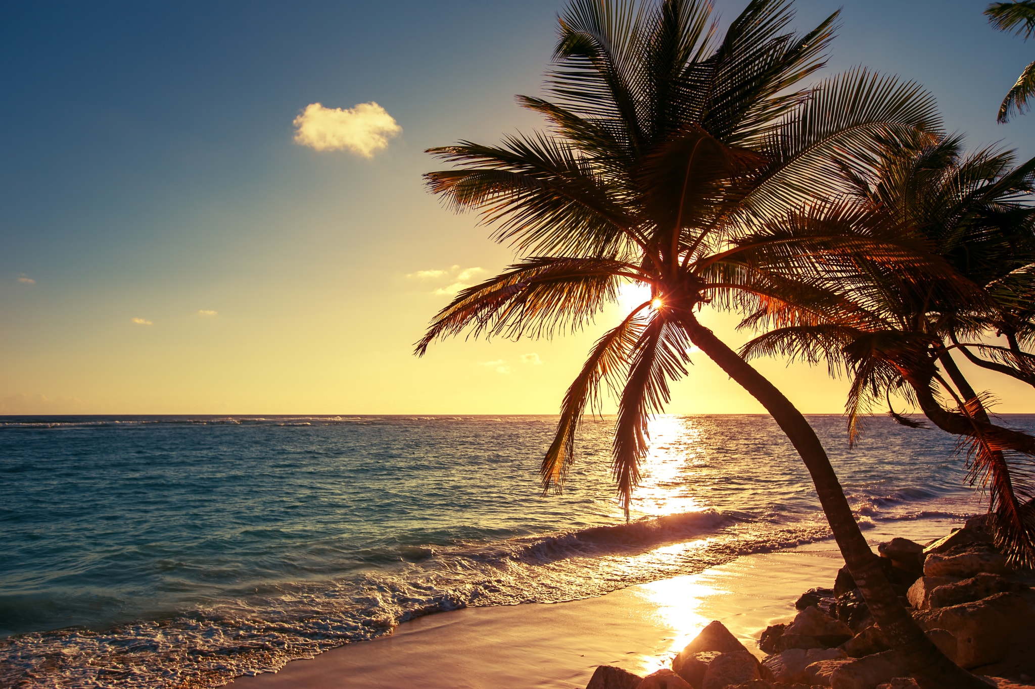 Обои Palm tree on the tropical beach sunrise shot Dominican Republic на рабочий стол