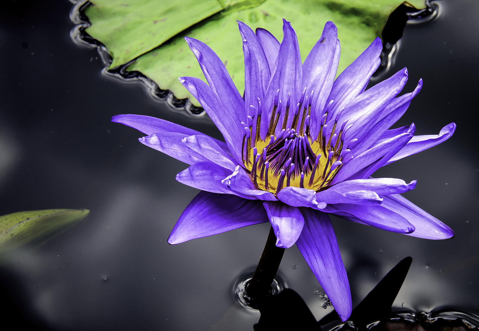 Wallpapers macro pond water Lily on the desktop