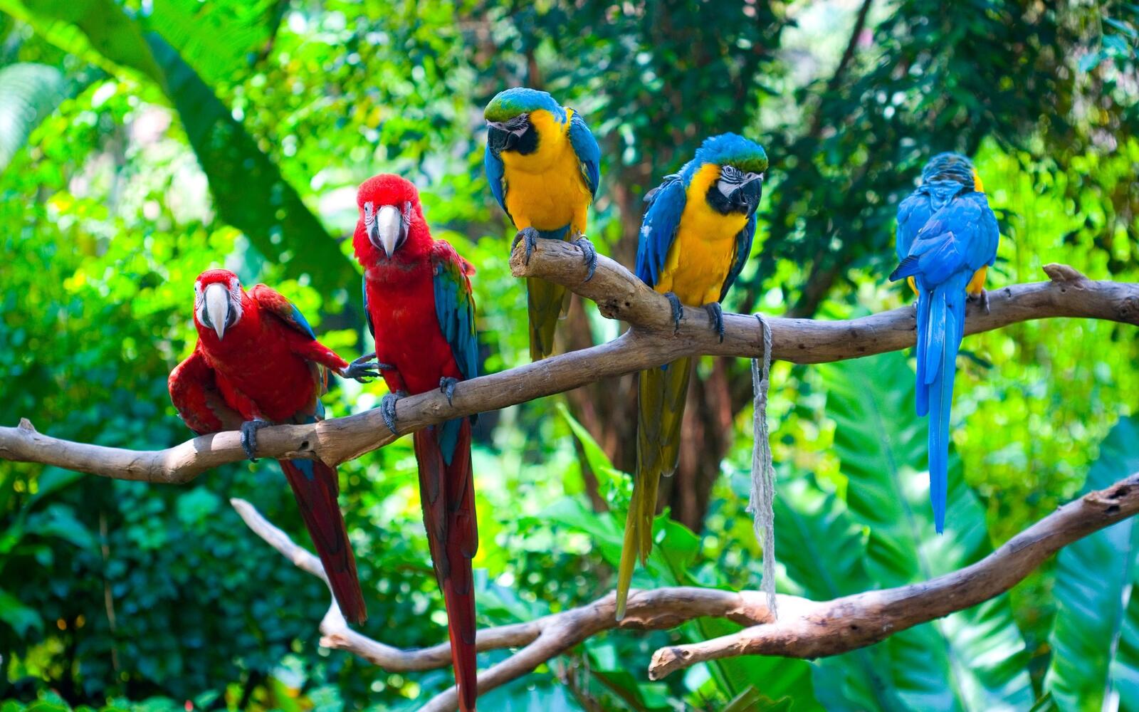 Обои ветви попугаи разноцветные на рабочий стол