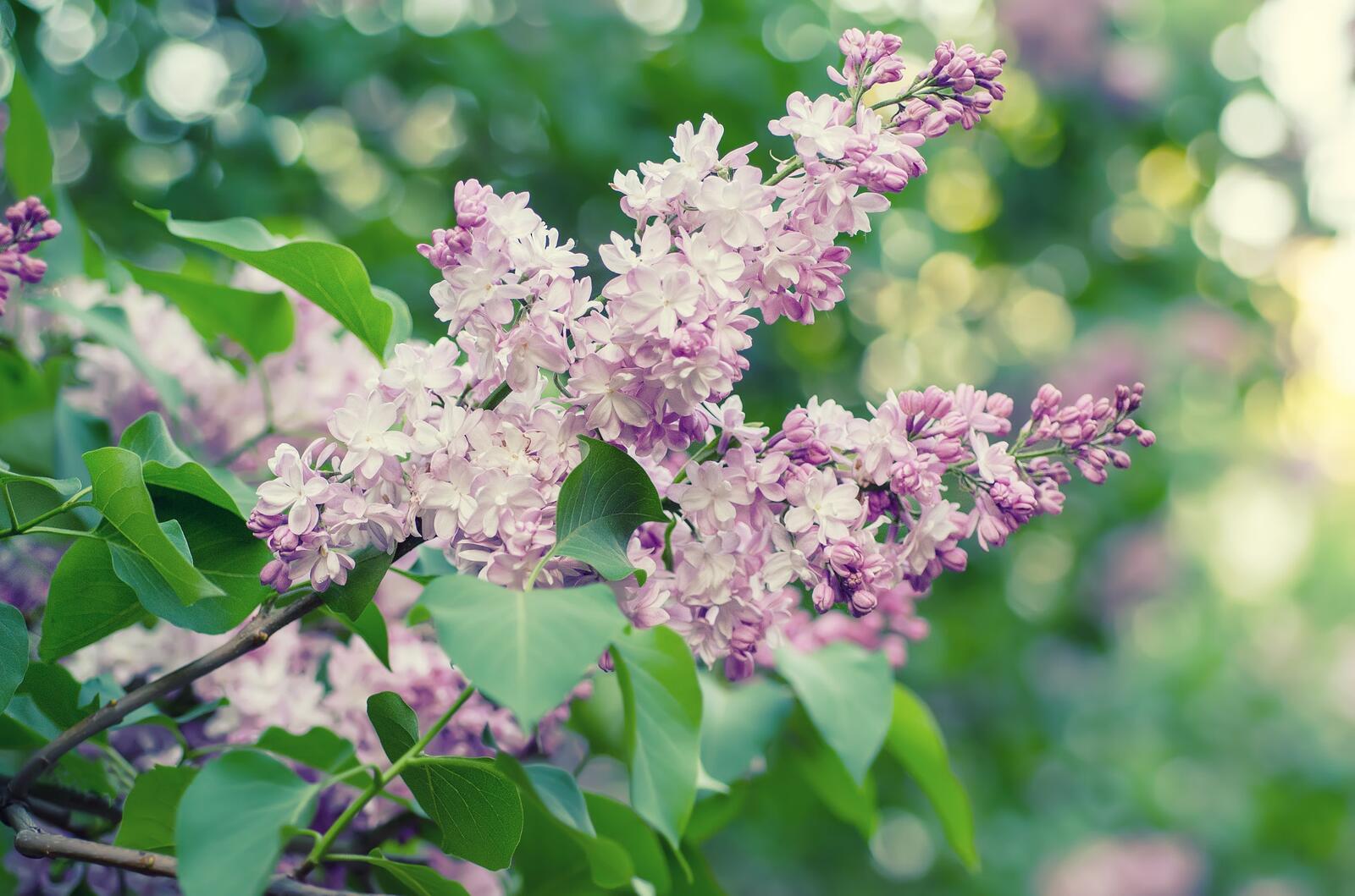 Wallpapers flora lilac flowering branch on the desktop