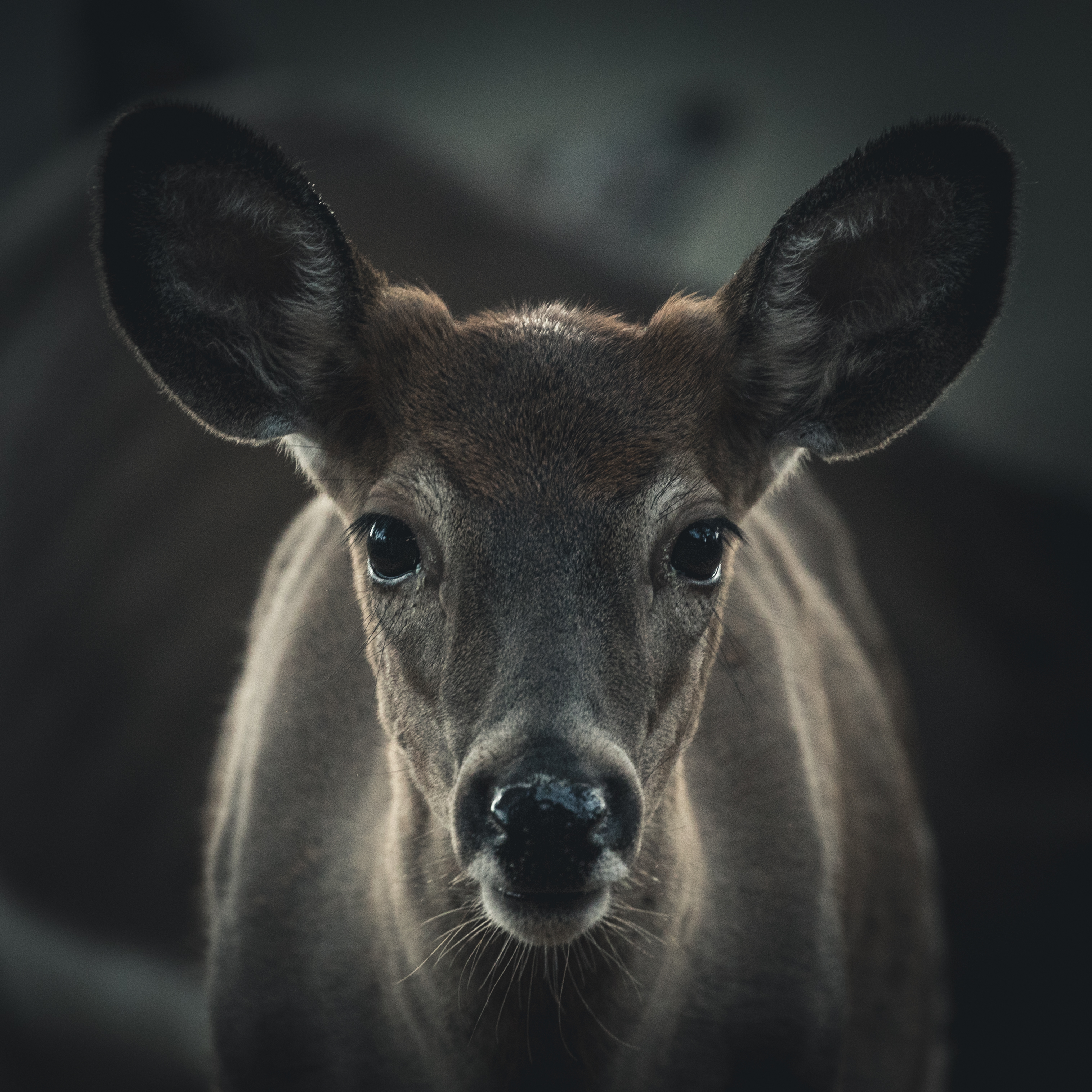 Wallpapers elk deer animals on the desktop