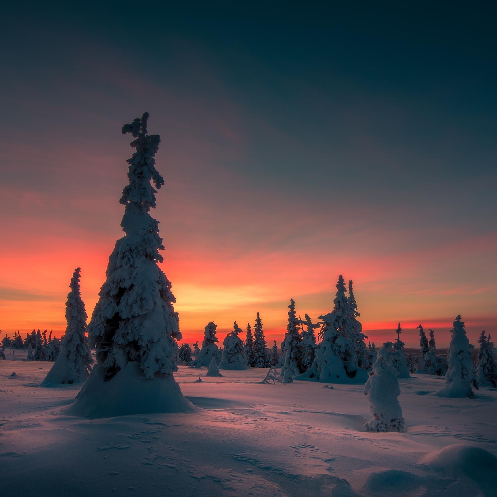 Wallpapers Finland landscape forest on the desktop
