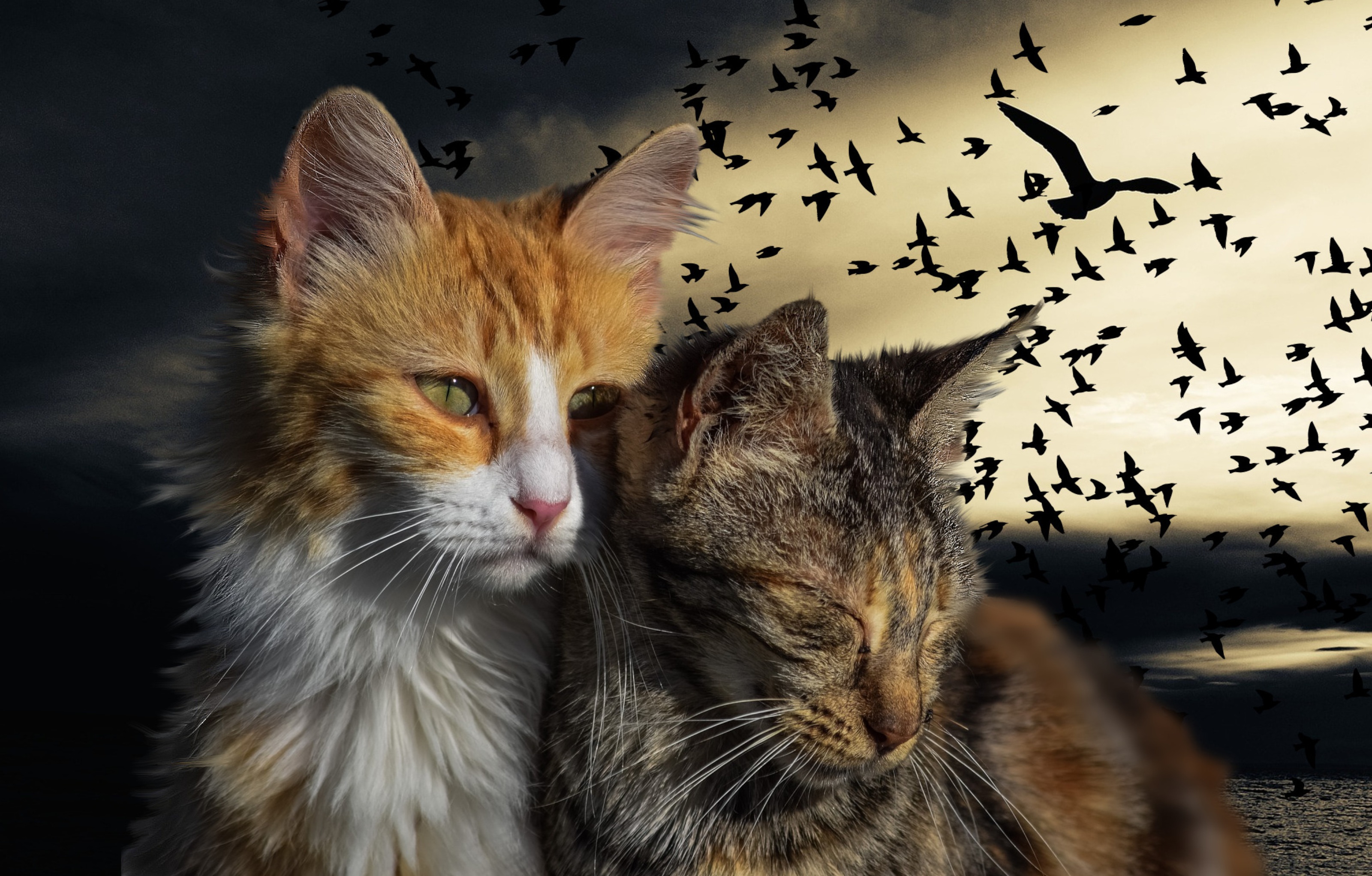 Кошкам про птичек. Коты и птицы. Кот и птичка. Кот и птица любовь. Птички и коты.