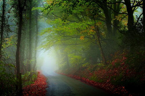 Дорога через лес · бесплатное фото