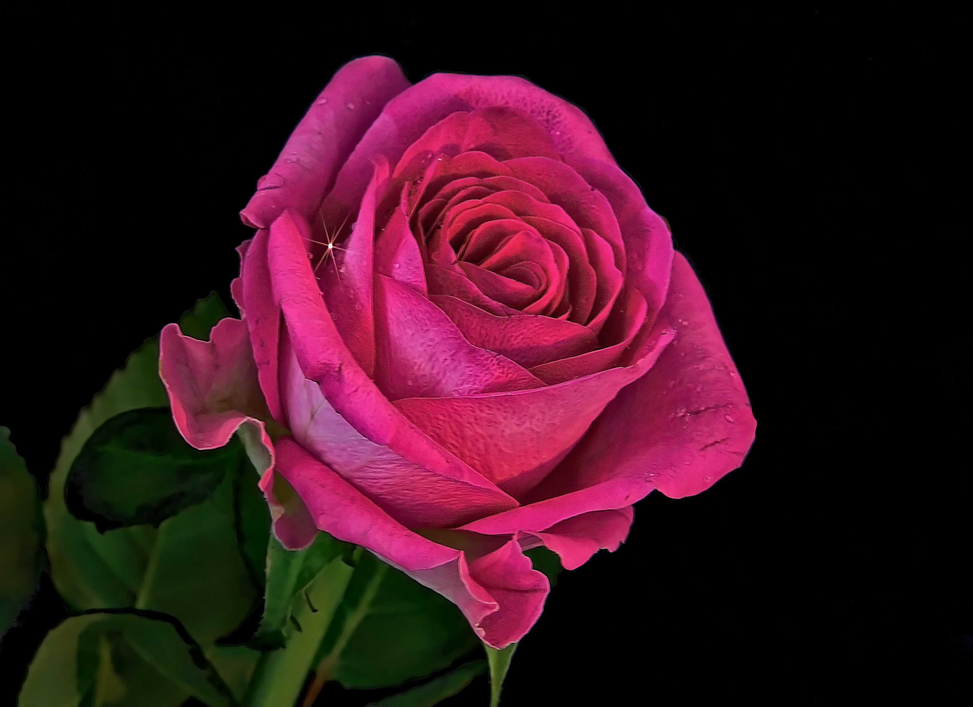 桌面上的壁纸植物群 粉红玫瑰 花
