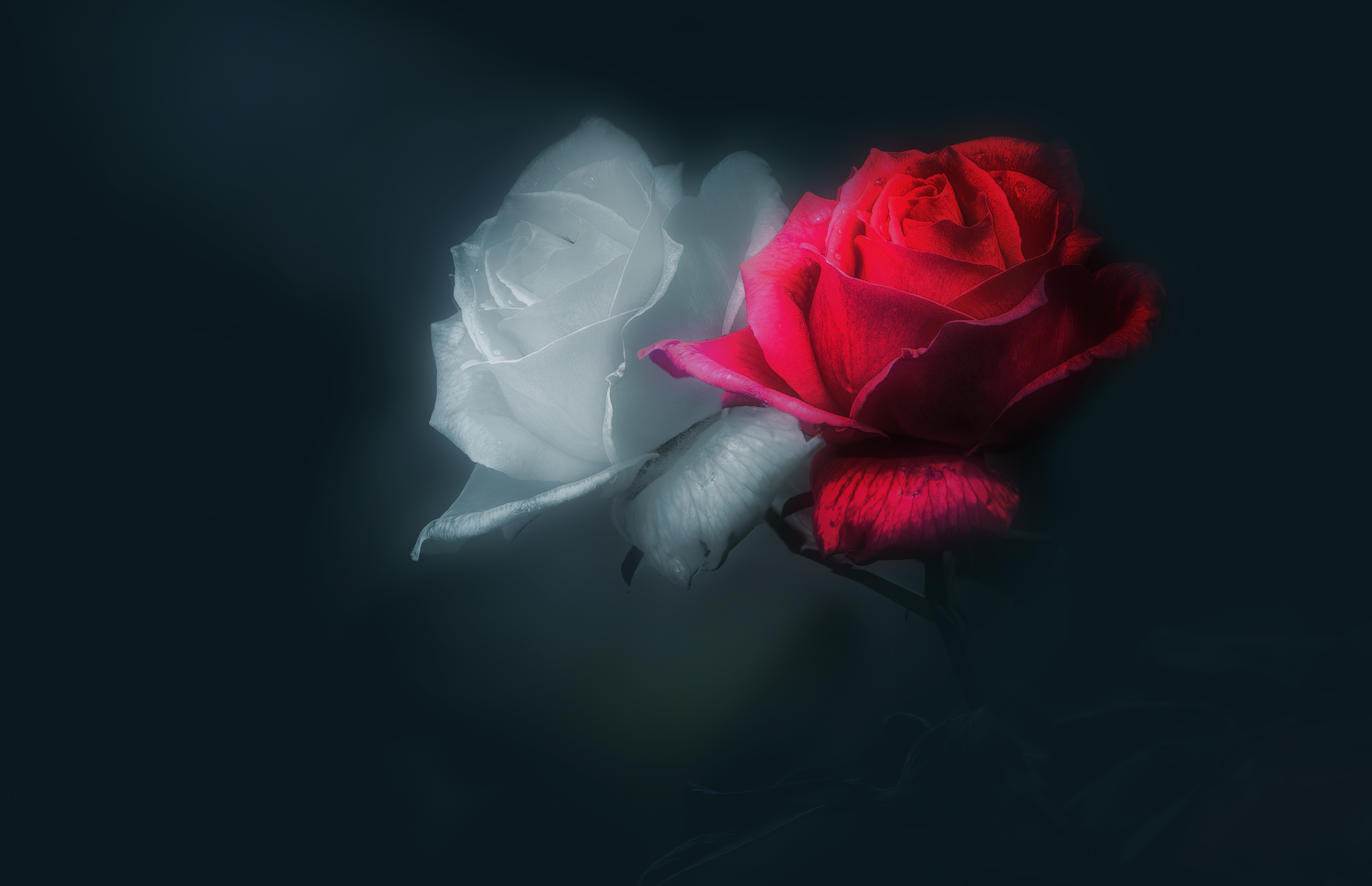 免费照片红色和白色的玫瑰花蕾