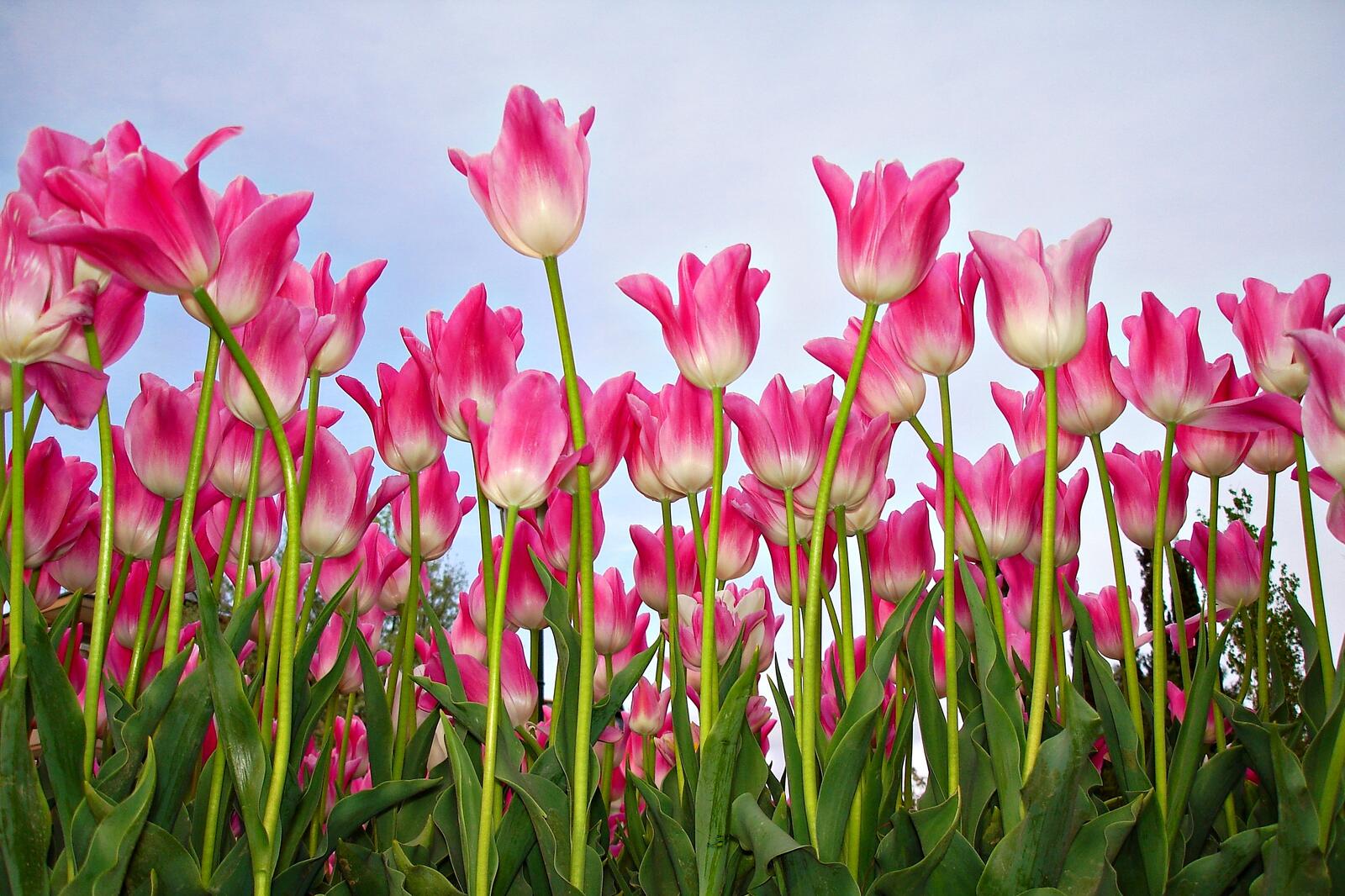 Wallpapers pink flowers flowers tulip on the desktop