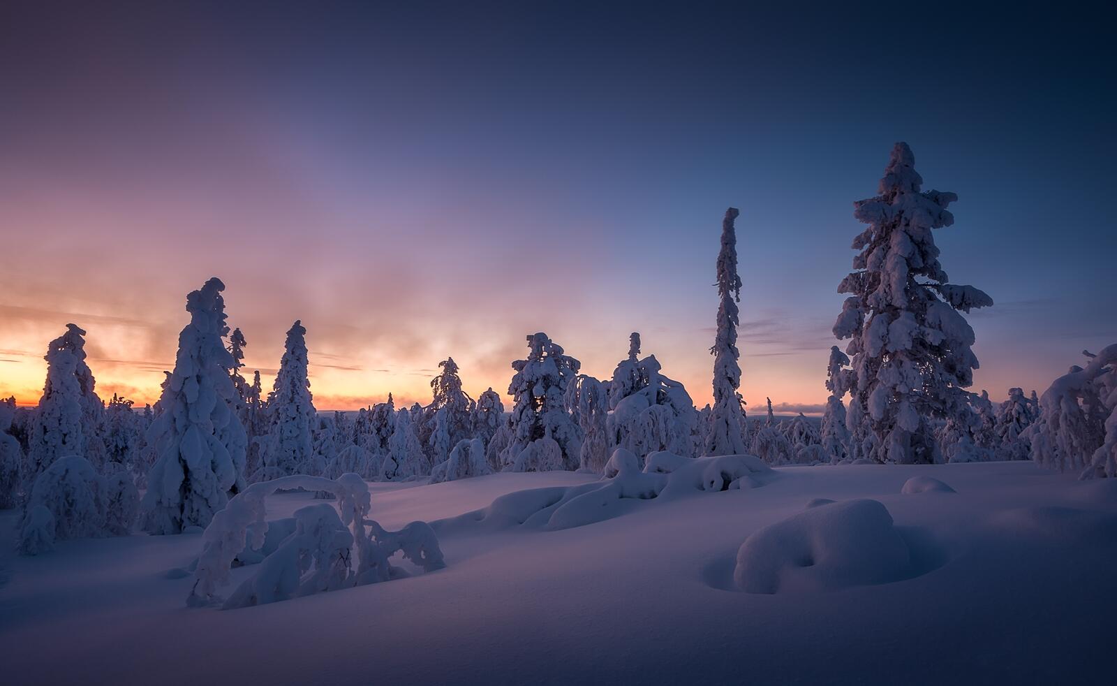 Обои Финляндия снег деревья на рабочий стол