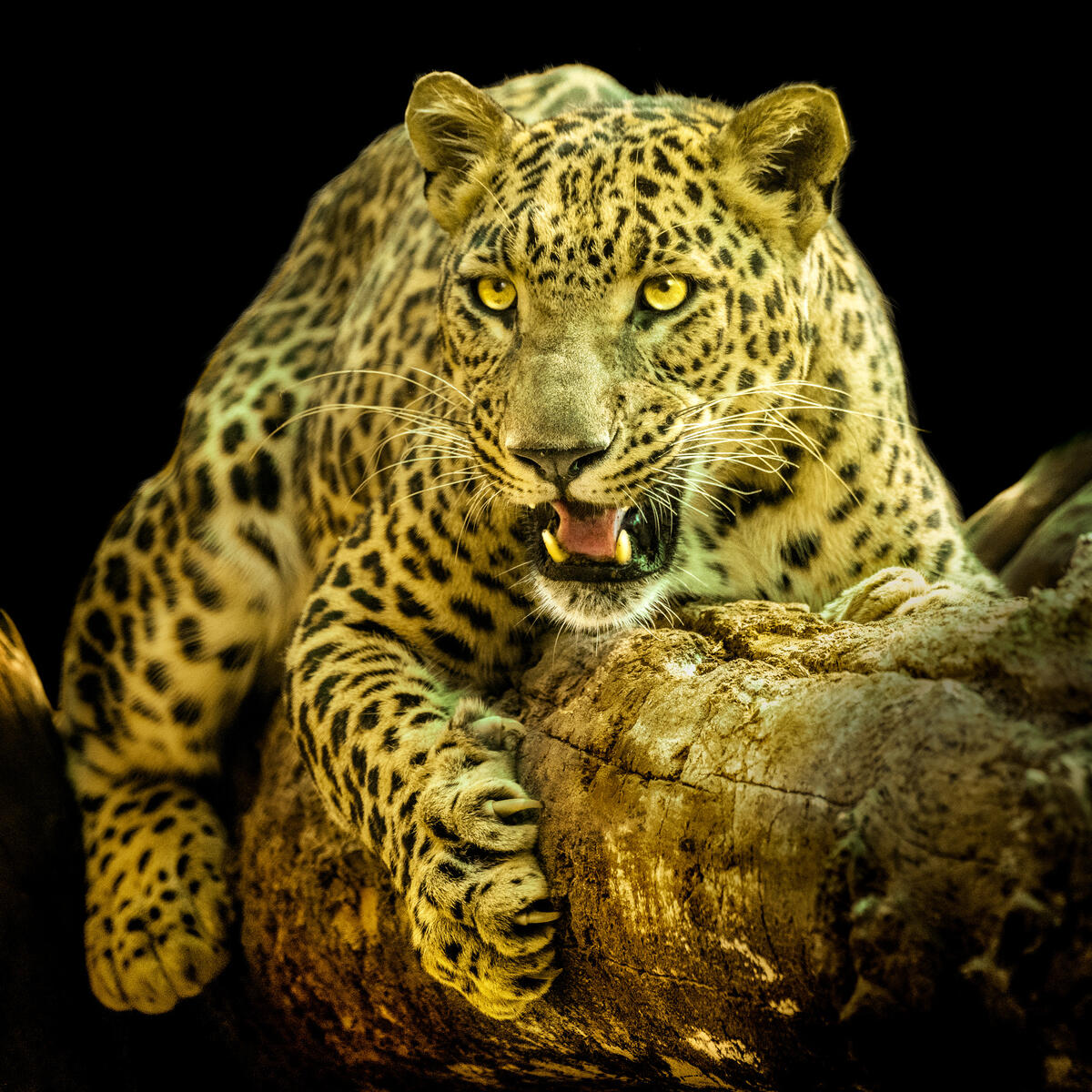 A leopard lies on a branch