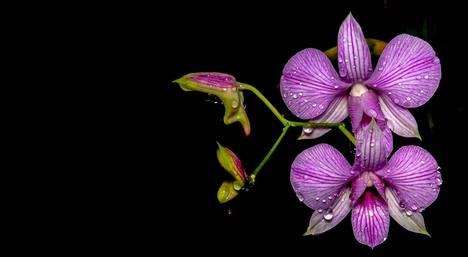 Wallpapers orchids petals raindrops on the desktop