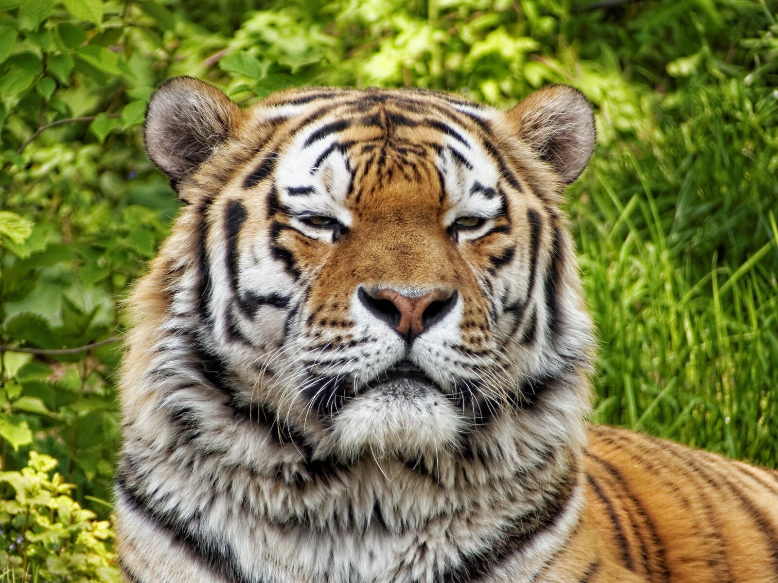 Бесплатное фото Тигр отдыхает