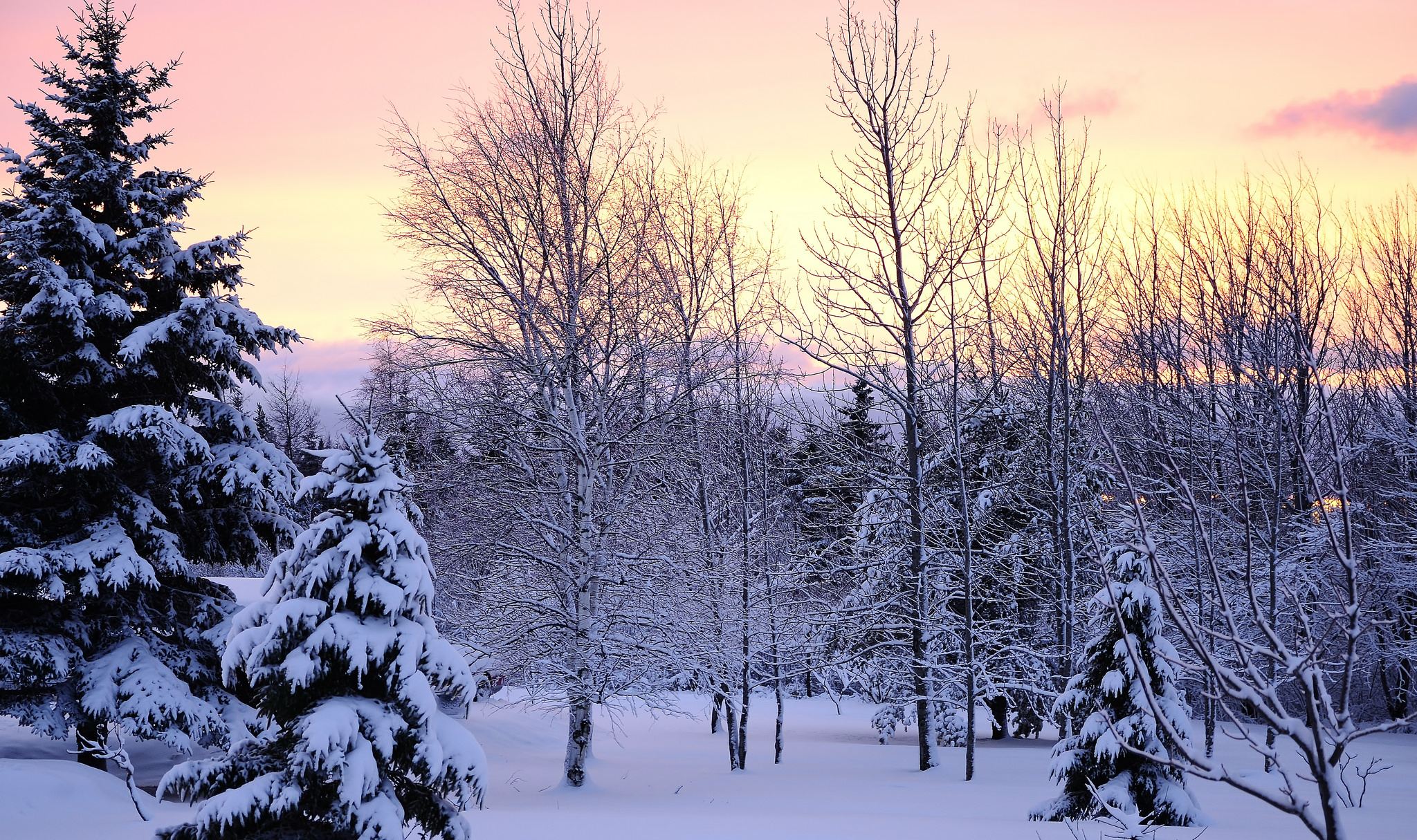 Фото бесплатно снег, природа, деревья в снегу