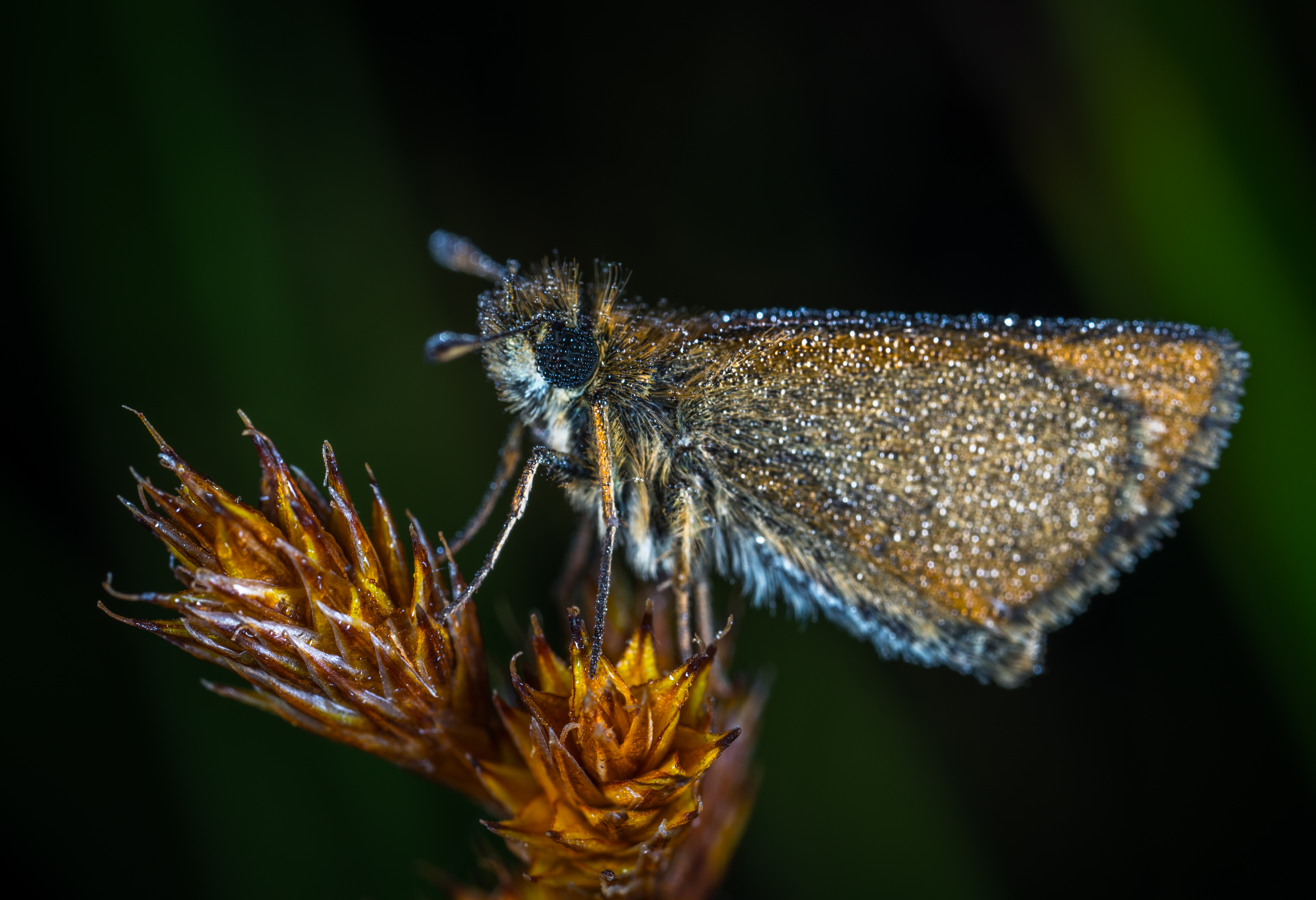 Фото бесплатно макрос, насекомое, бабочка