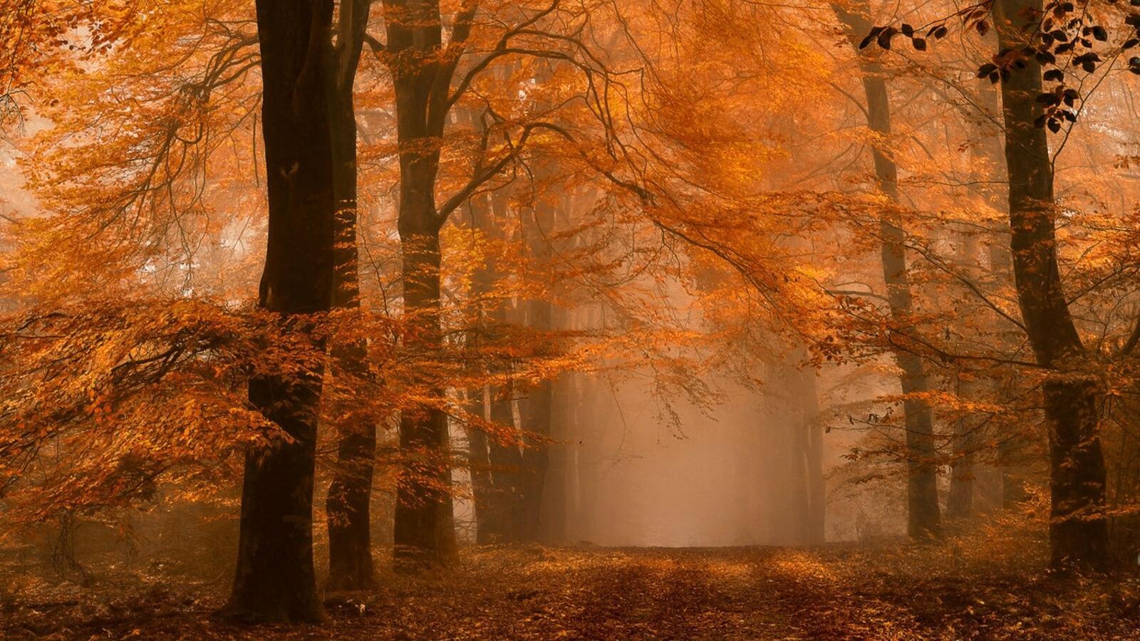 Обои Нидерланды осень лес на рабочий стол
