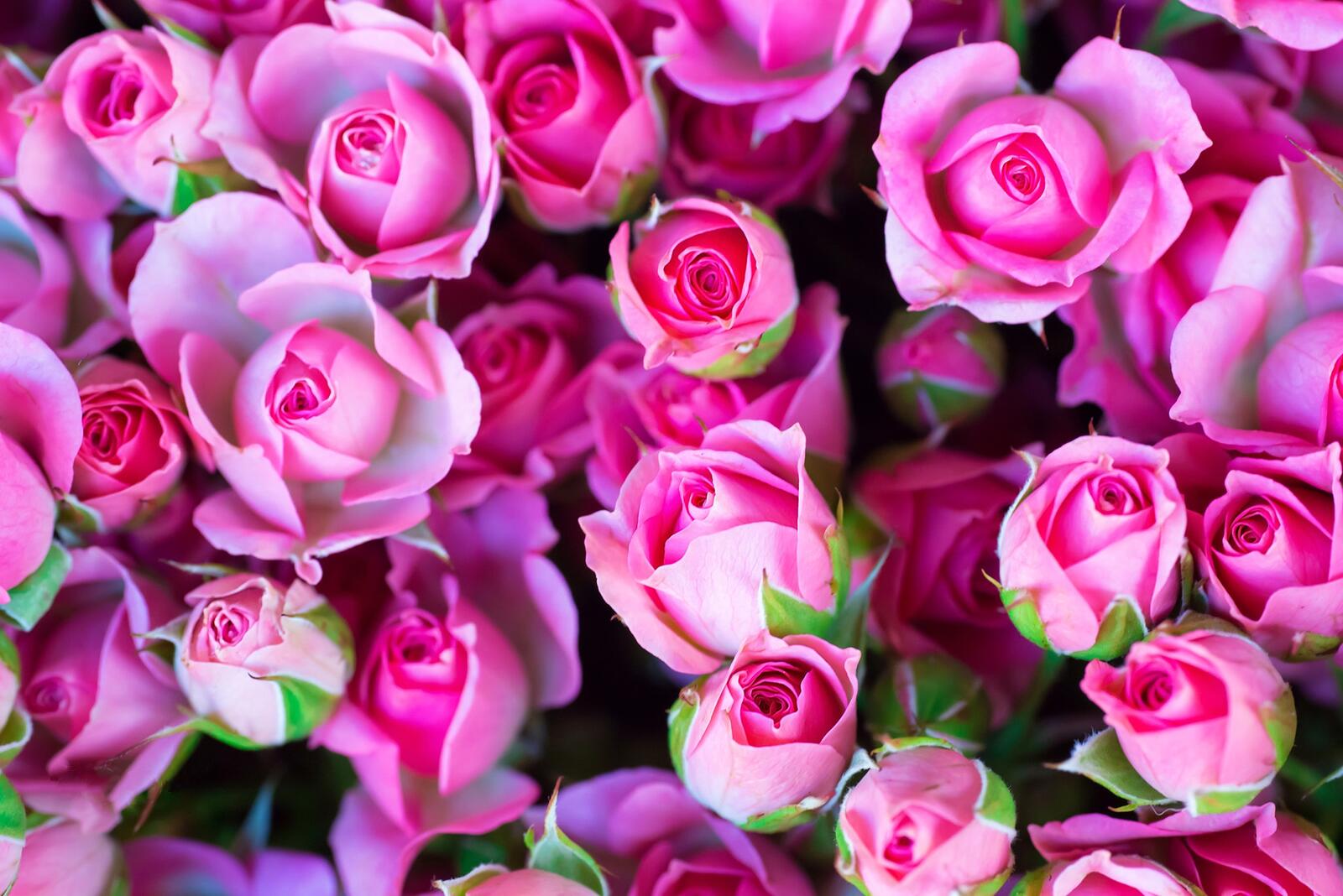 Обои цветочный фон роза флора на рабочий стол
