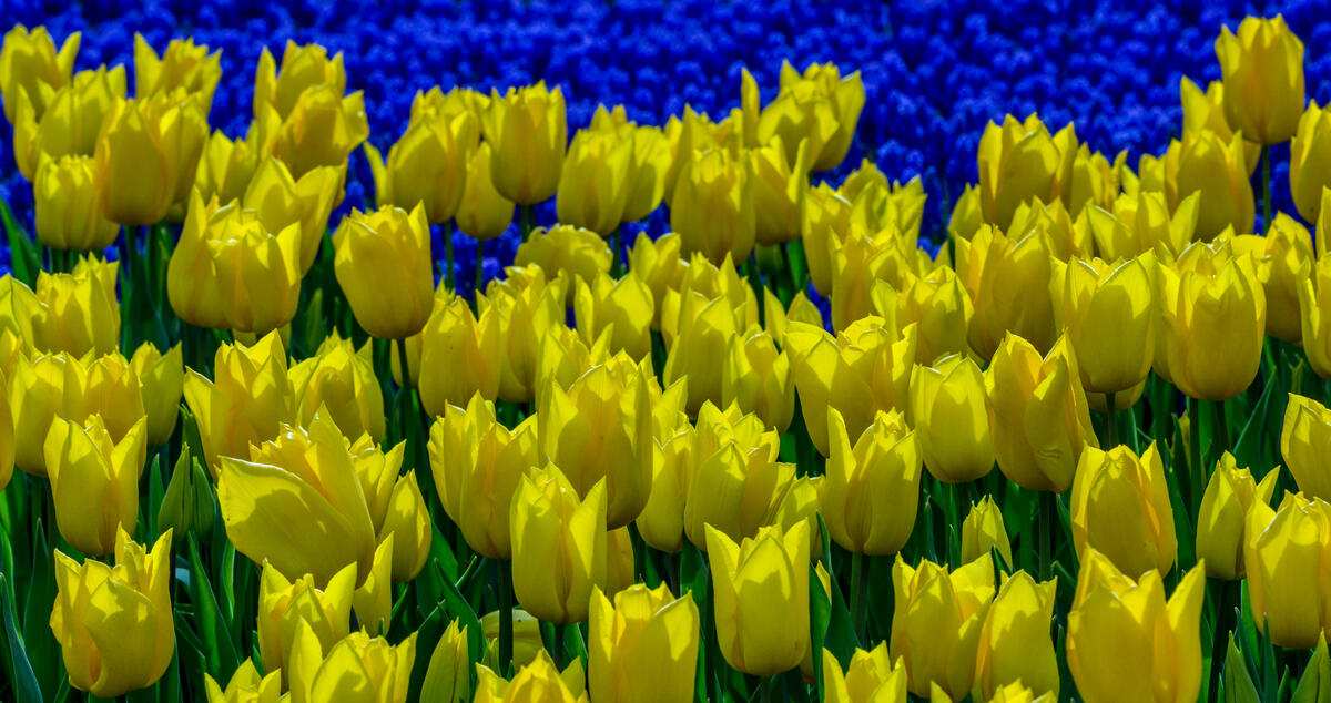 Variety of yellow tulips