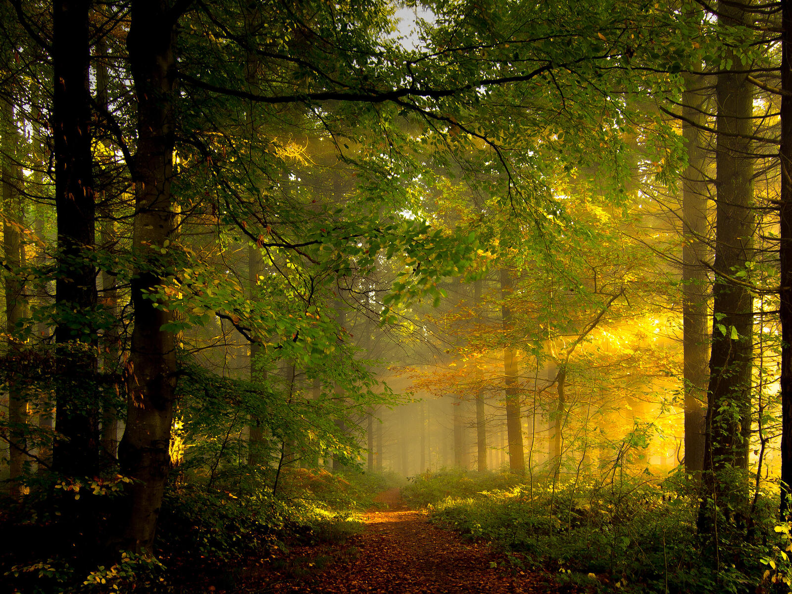 Бесплатное фото Лучи солнца пробиваются через ветви деревьев